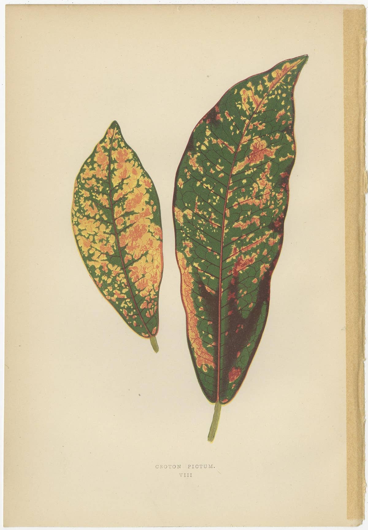 Set of 8 Botany Prints, Begonia Rex, Cissus Discolor '1891'