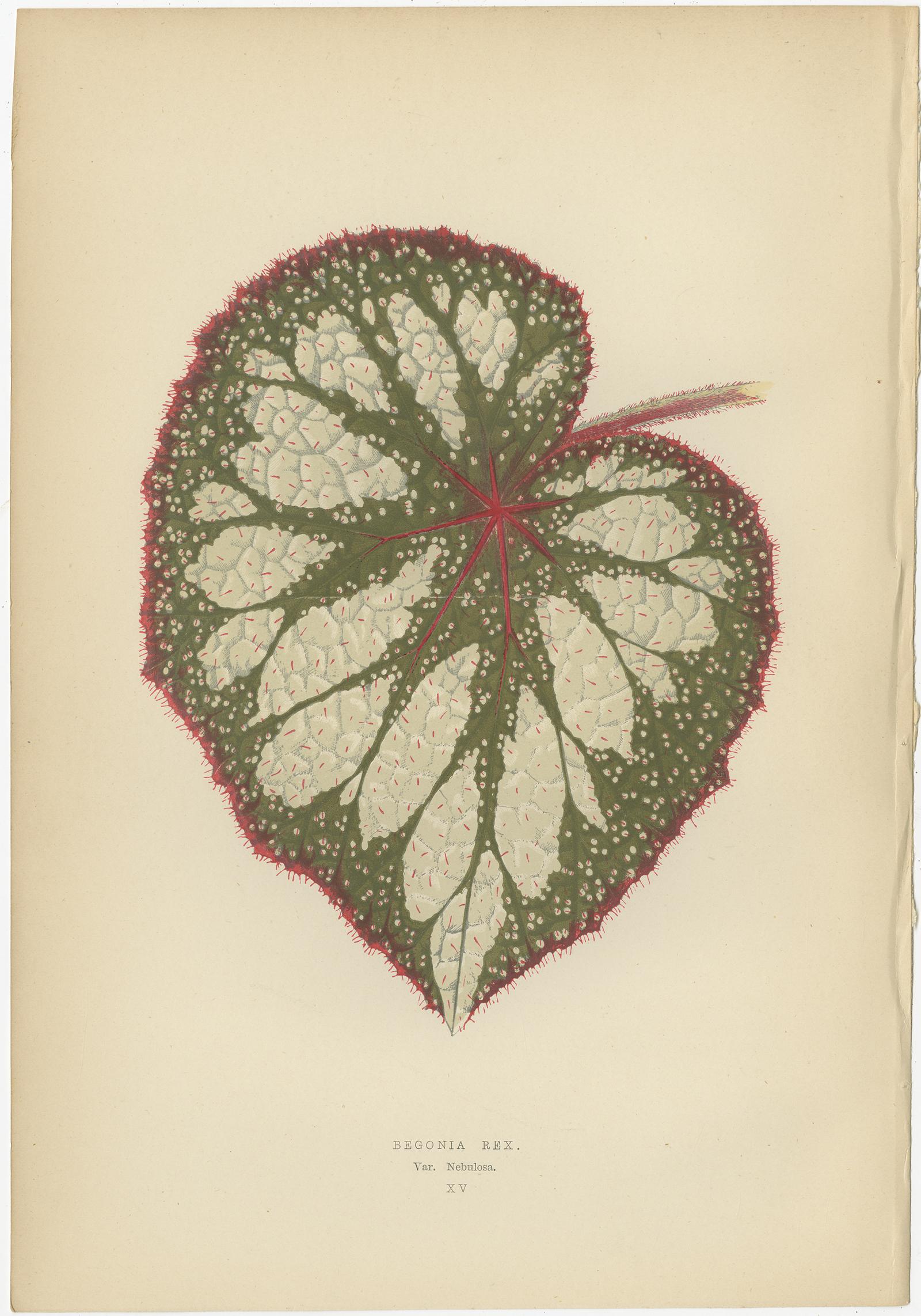 Set of 8 Botany Prints, Begonia Rex, Cissus Discolor '1891' In Good Condition For Sale In Langweer, NL