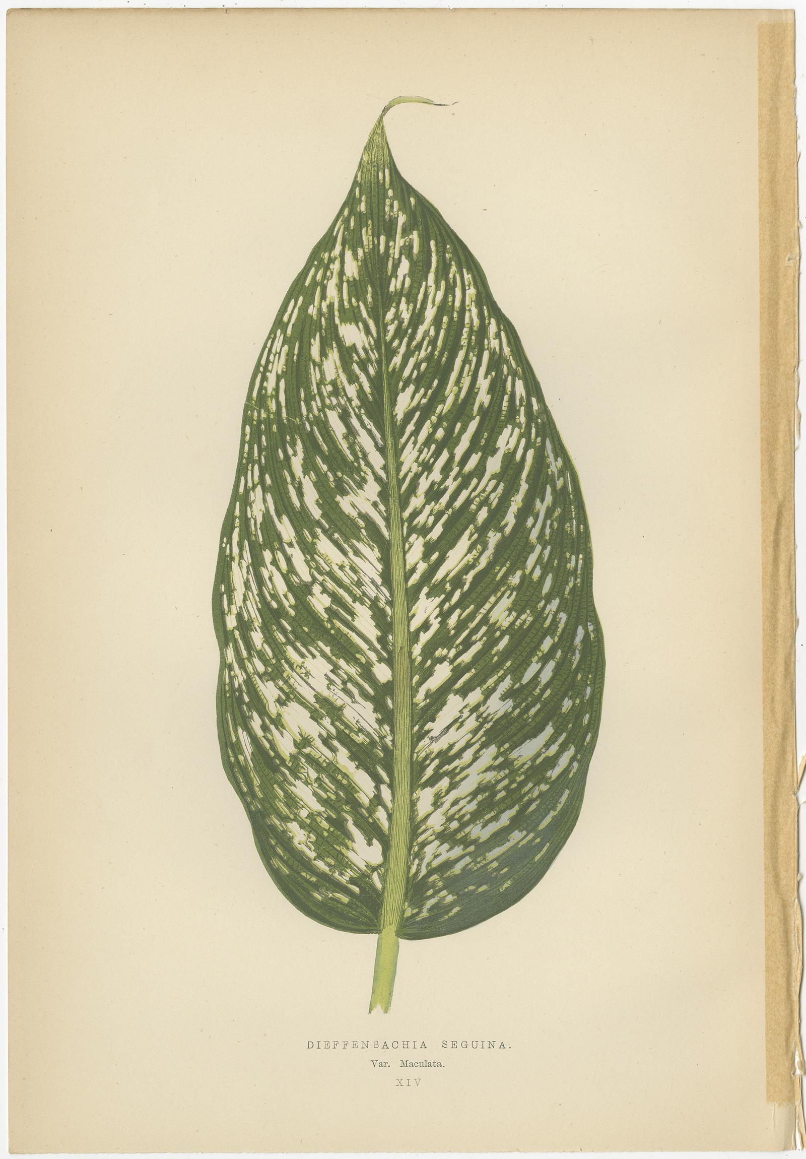 19th Century Set of 8 Botany Prints, Begonia Rex, Cissus Discolor '1891' For Sale