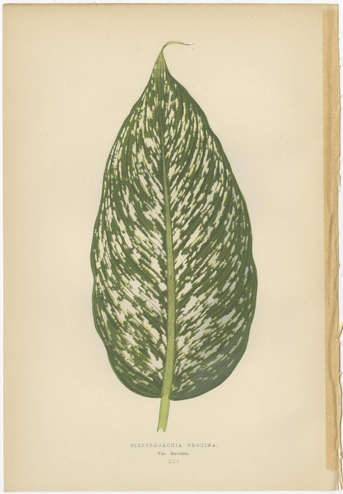 Set of 8 Botany Prints, Begonia Rex, Cissus Discolor '1891'