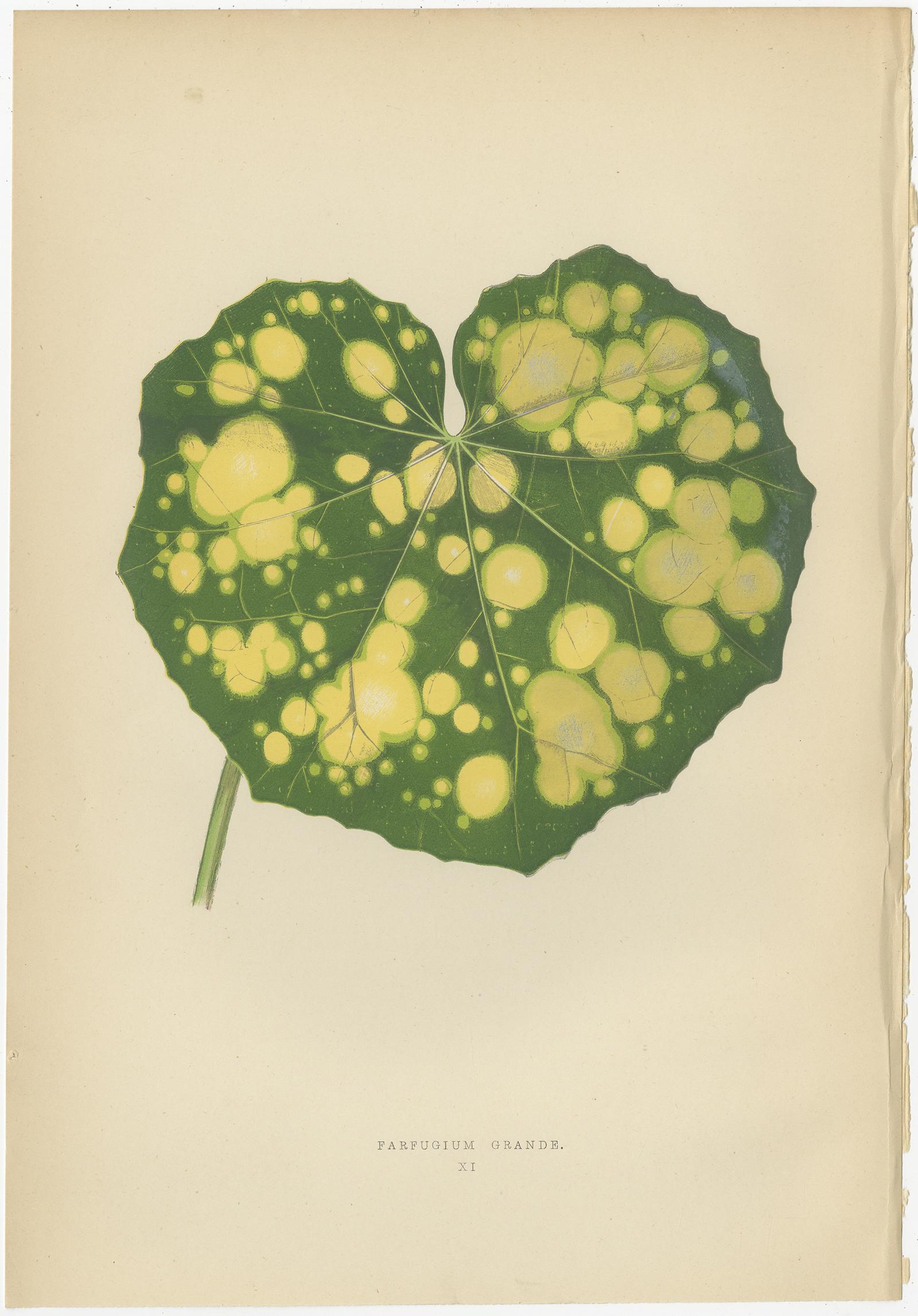 Paper Set of 8 Botany Prints, Begonia Rex, Cissus Discolor '1891' For Sale