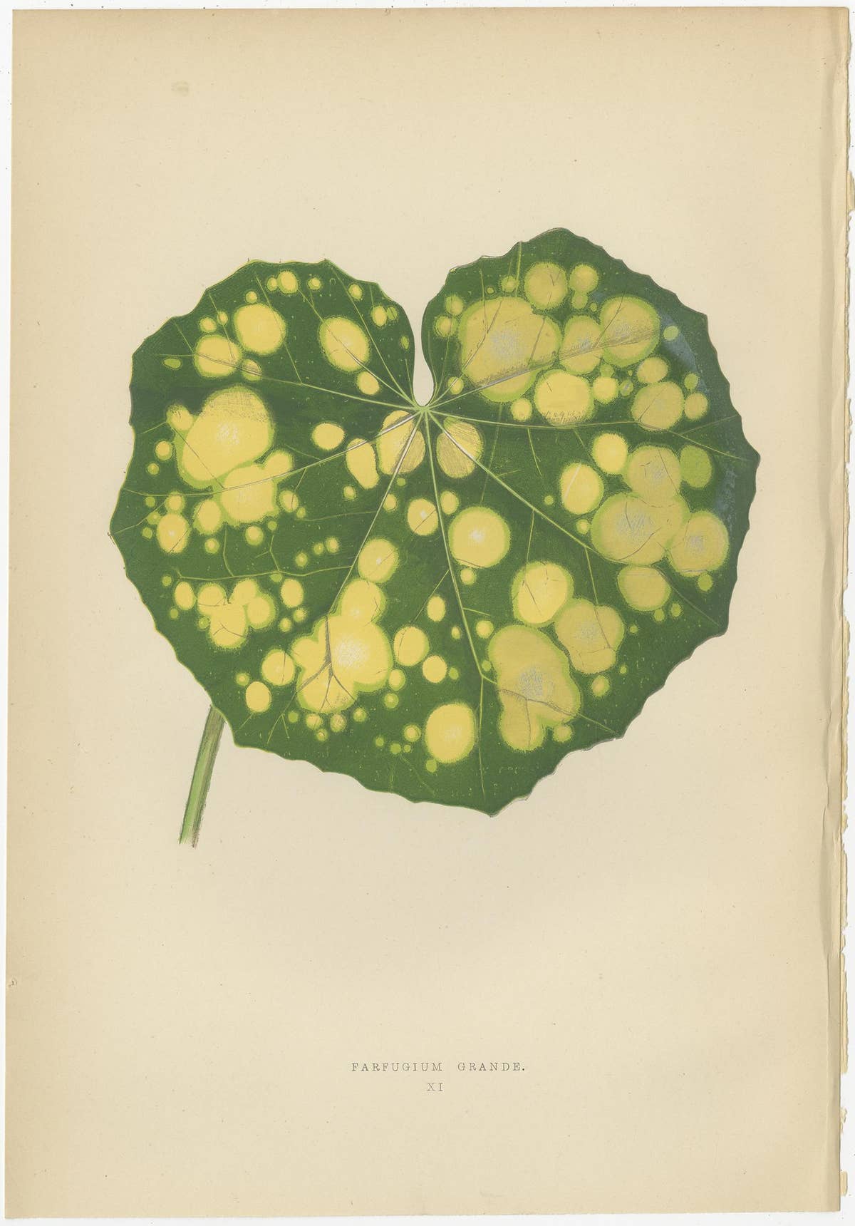 Set of 8 Botany Prints, Begonia Rex, Cissus Discolor '1891'