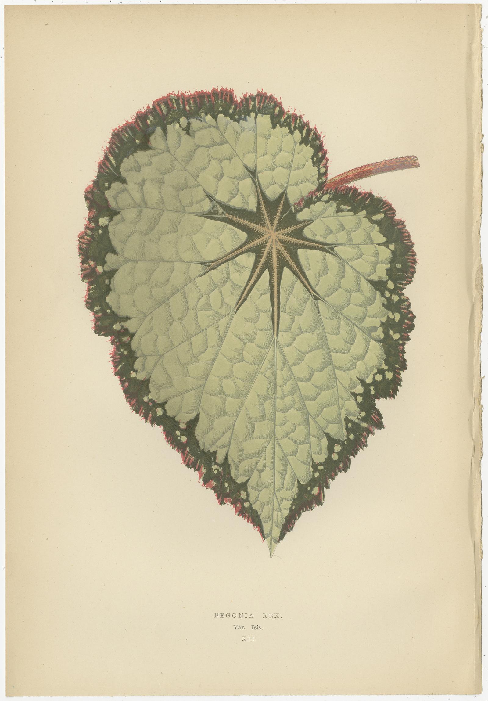 Paper Set of 8 Botany Prints, Begonia Rex, Cissus Discolor '1891' For Sale