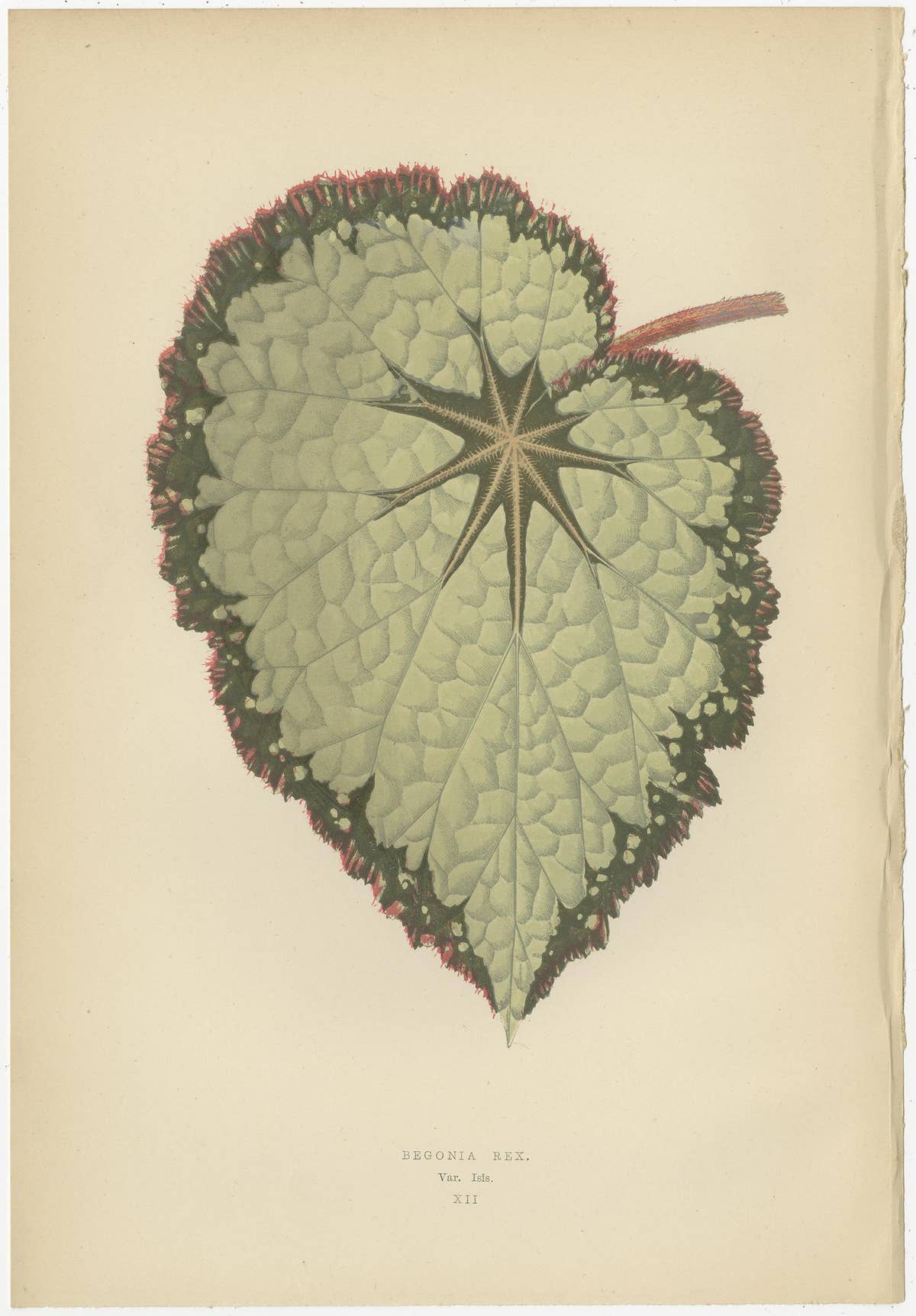 Set of 8 Botany Prints, Begonia Rex, Cissus Discolor '1891'