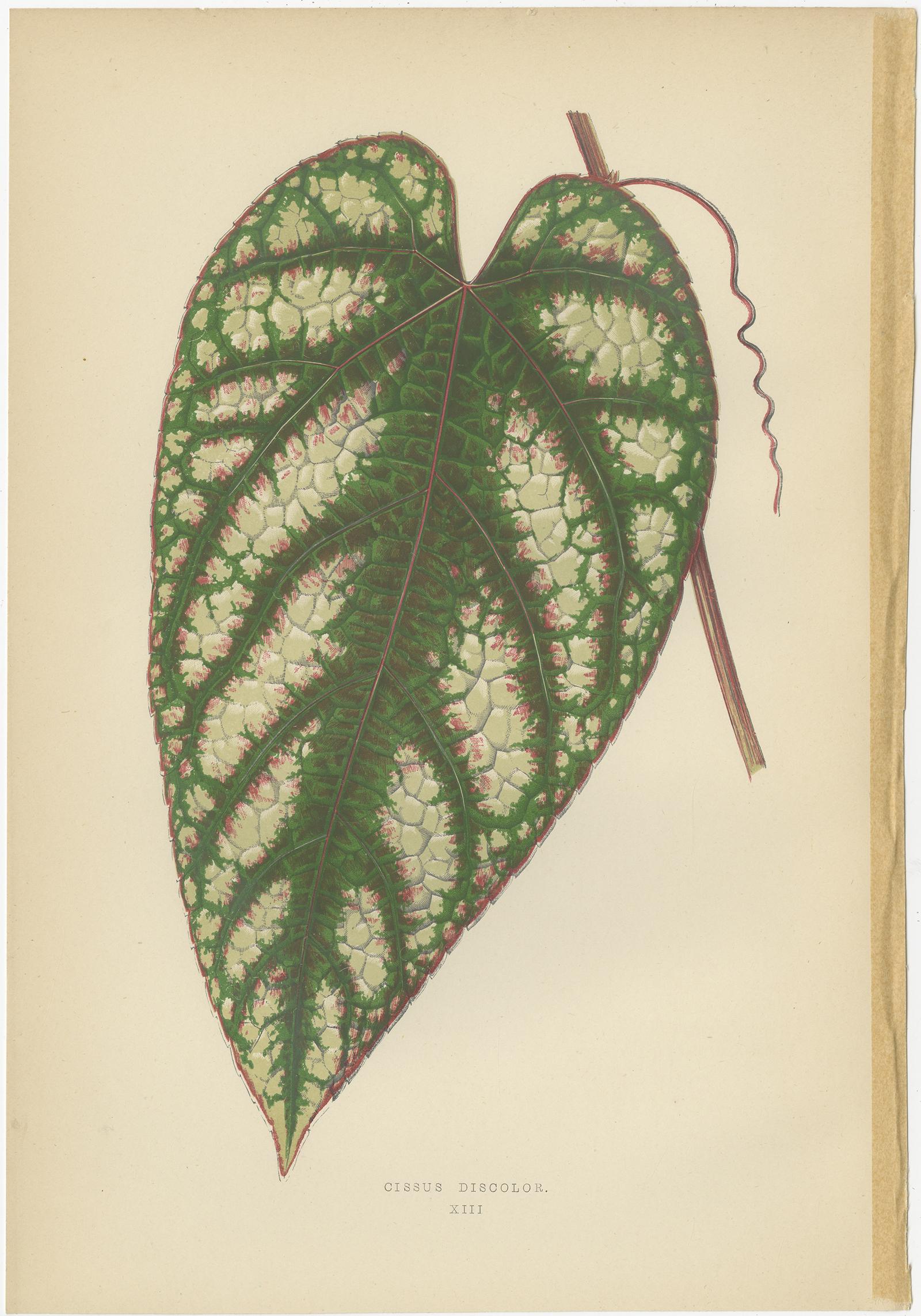 Set of 8 Botany Prints, Begonia Rex, Cissus Discolor '1891' For Sale 2