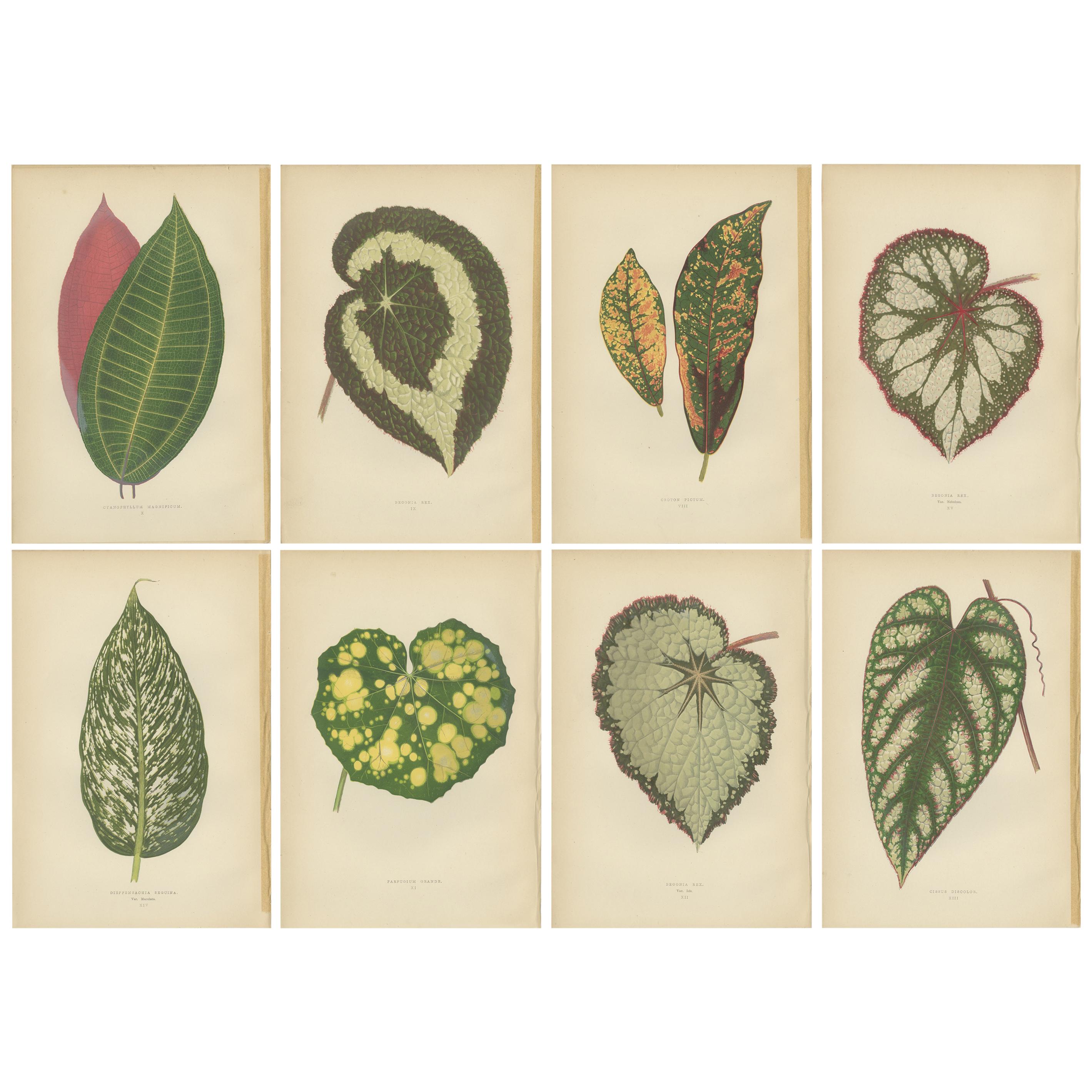 Set of 8 Botany Prints, Begonia Rex, Cissus Discolor '1891' For Sale