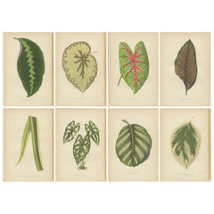 Set of 8 Botany Prints, Maranta Fasciata, Caladium Argyrites '1891'