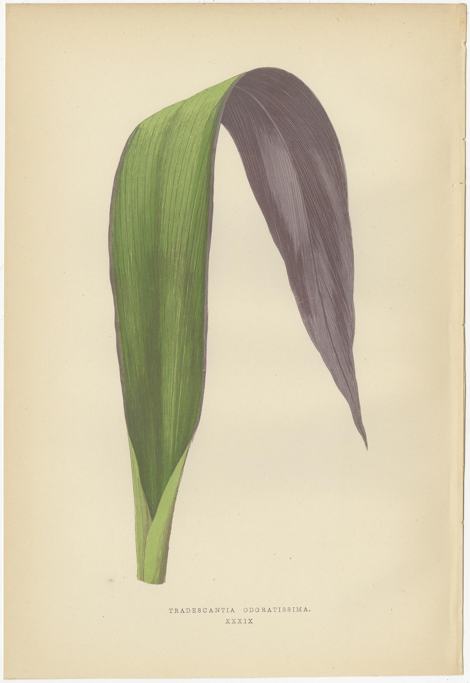 Set of 8 Botany Prints, Pandanus Javanicus, Caladium Pictum '1891' In Good Condition In Langweer, NL