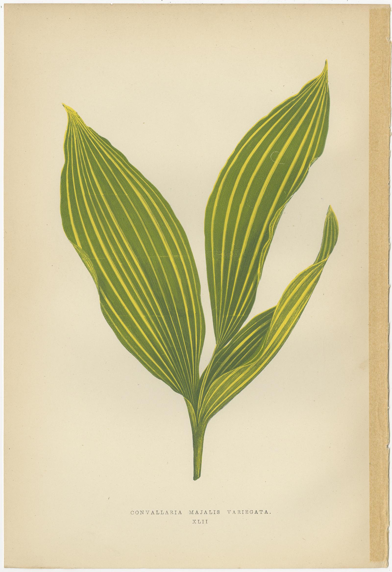 19th Century Set of 8 Botany Prints, Pandanus Javanicus, Caladium Pictum '1891'