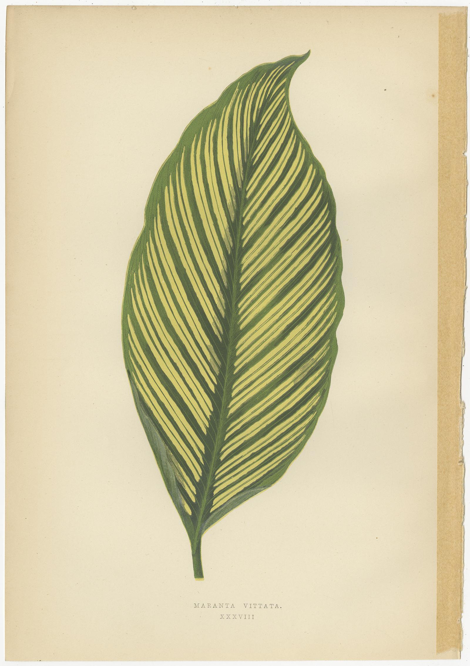 Set of 8 Botany Prints, Pandanus Javanicus, Caladium Pictum '1891' 1
