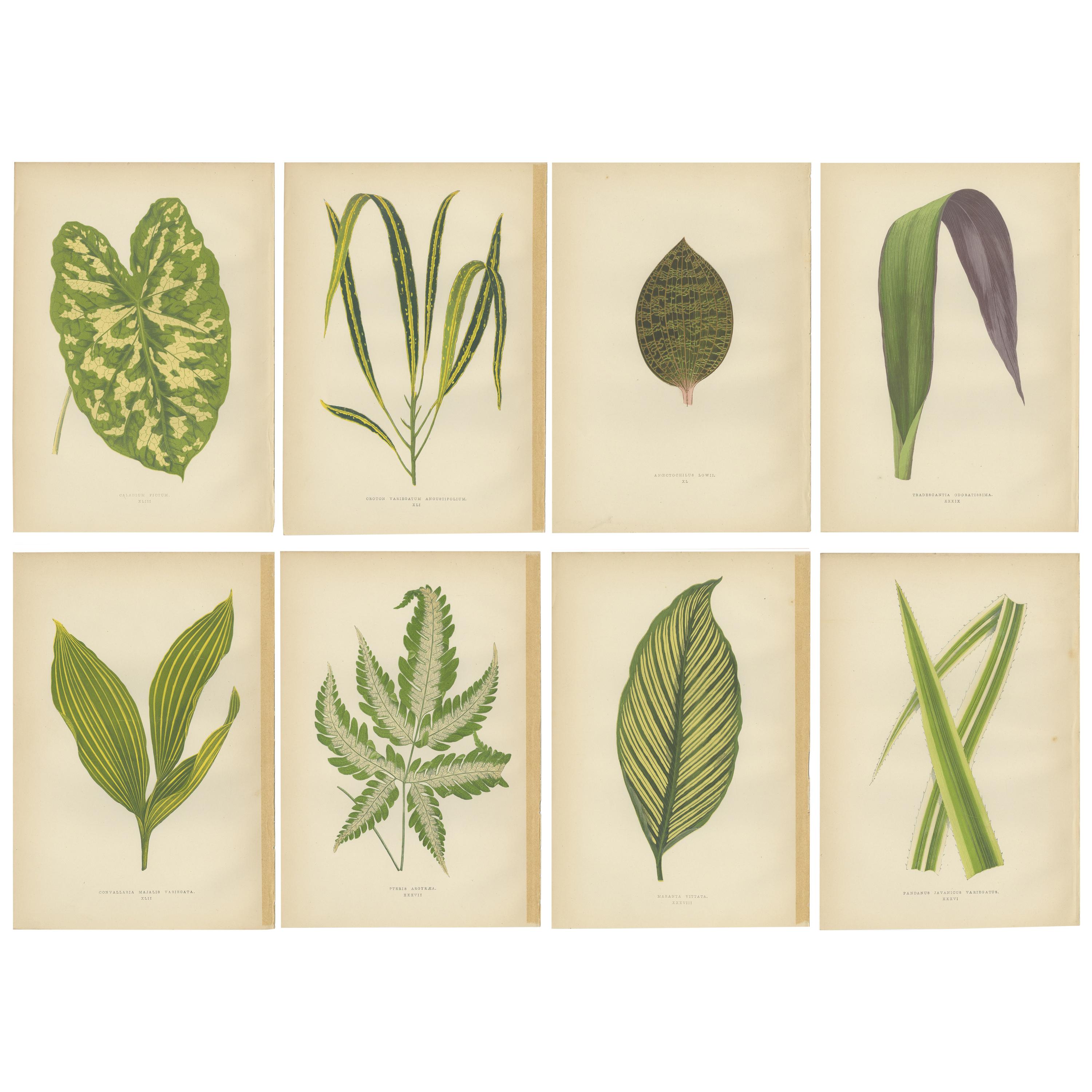 Set of 8 Botany Prints, Pandanus Javanicus, Caladium Pictum '1891'