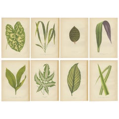 Set of 8 Botany Prints, Pandanus Javanicus, Caladium Pictum '1891'