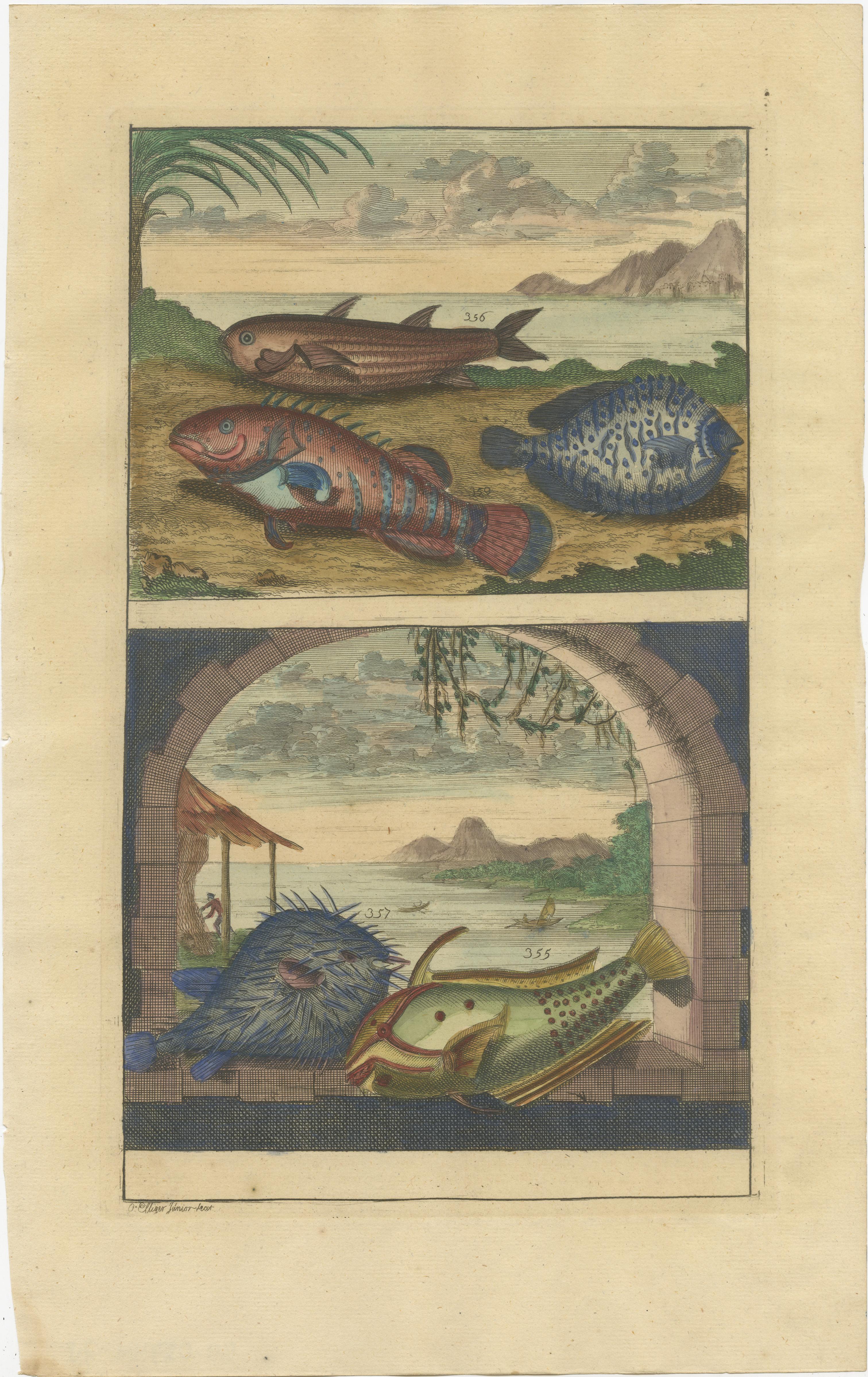 Set of eight antique prints of various fishes and crustaceans. These print originate from 'Oud en Nieuw Oost-Indiën' by F. Valentijn.

François Valentyn or Valentijn (17 April 1666 – 6 August 1727) was a Dutch Calvinist minister, naturalist and