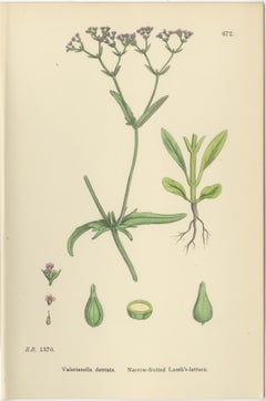 Set of 8 English Botanical Prints 1902 – Teasel & Scabious, Sowerby