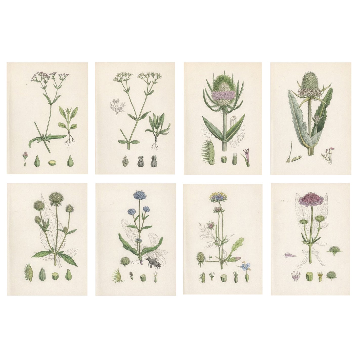 Ensemble de 8 estampes botaniques anglaises 1902 - Teasel 
Scabious, Sowerby en vente