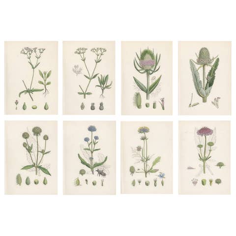 Set of 8 English Botanical Prints 1902 – Teasel & Scabious, Sowerby