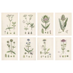 Set di 8 stampe botaniche inglesi del 1902 - Teasel 
Scabious, Sowerby