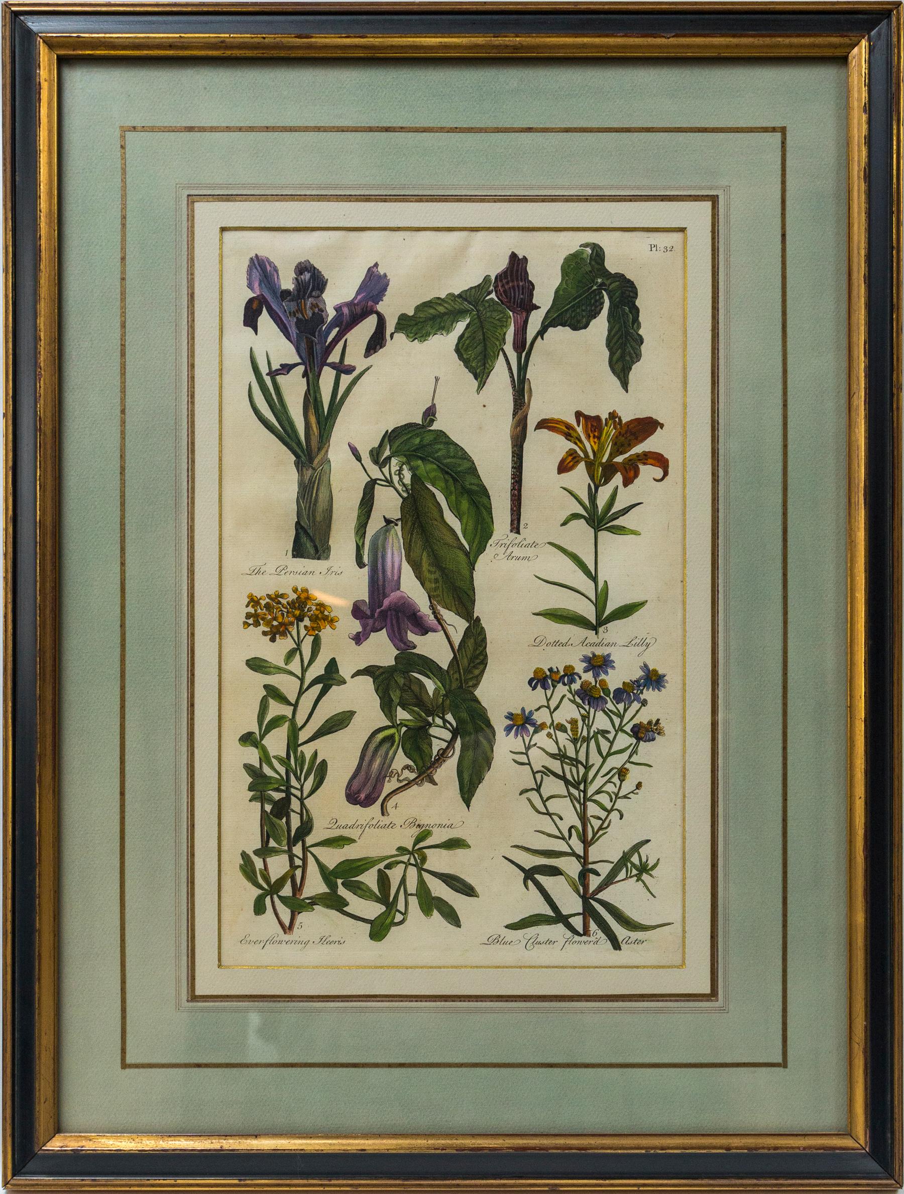 Each engraving within black and gold narrow frames. Double matted with pale celadon green and white. Gold lines. Each flower or plant is identified in English. One bears the name T. Hill, one bears the name Boyce. No information was found on either