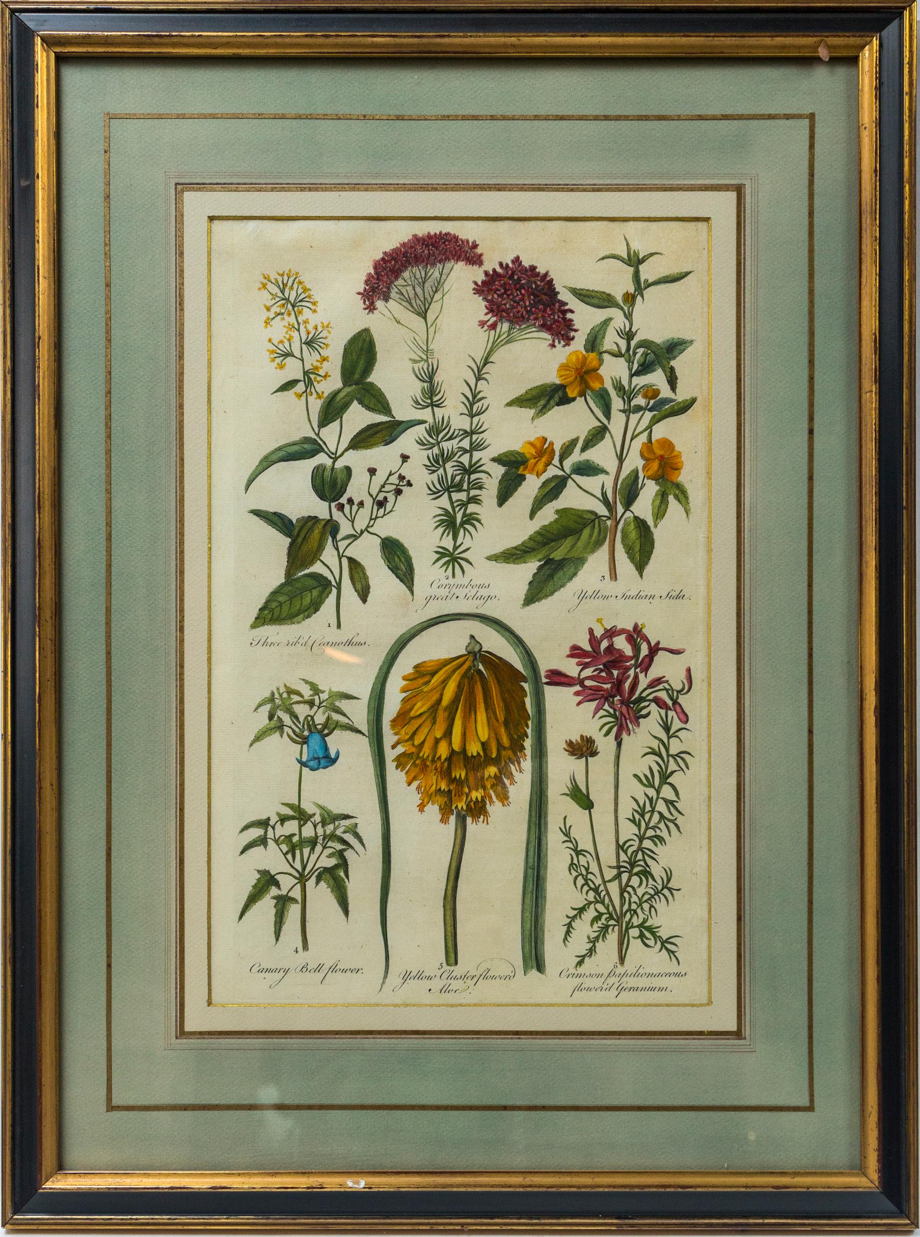 British Set of 8 Hand Colored Floral Engravings