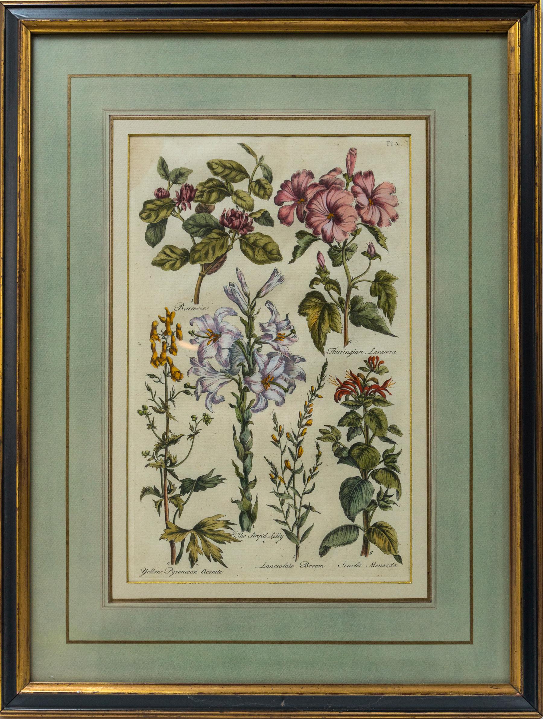 Paper Set of 8 Hand Colored Floral Engravings