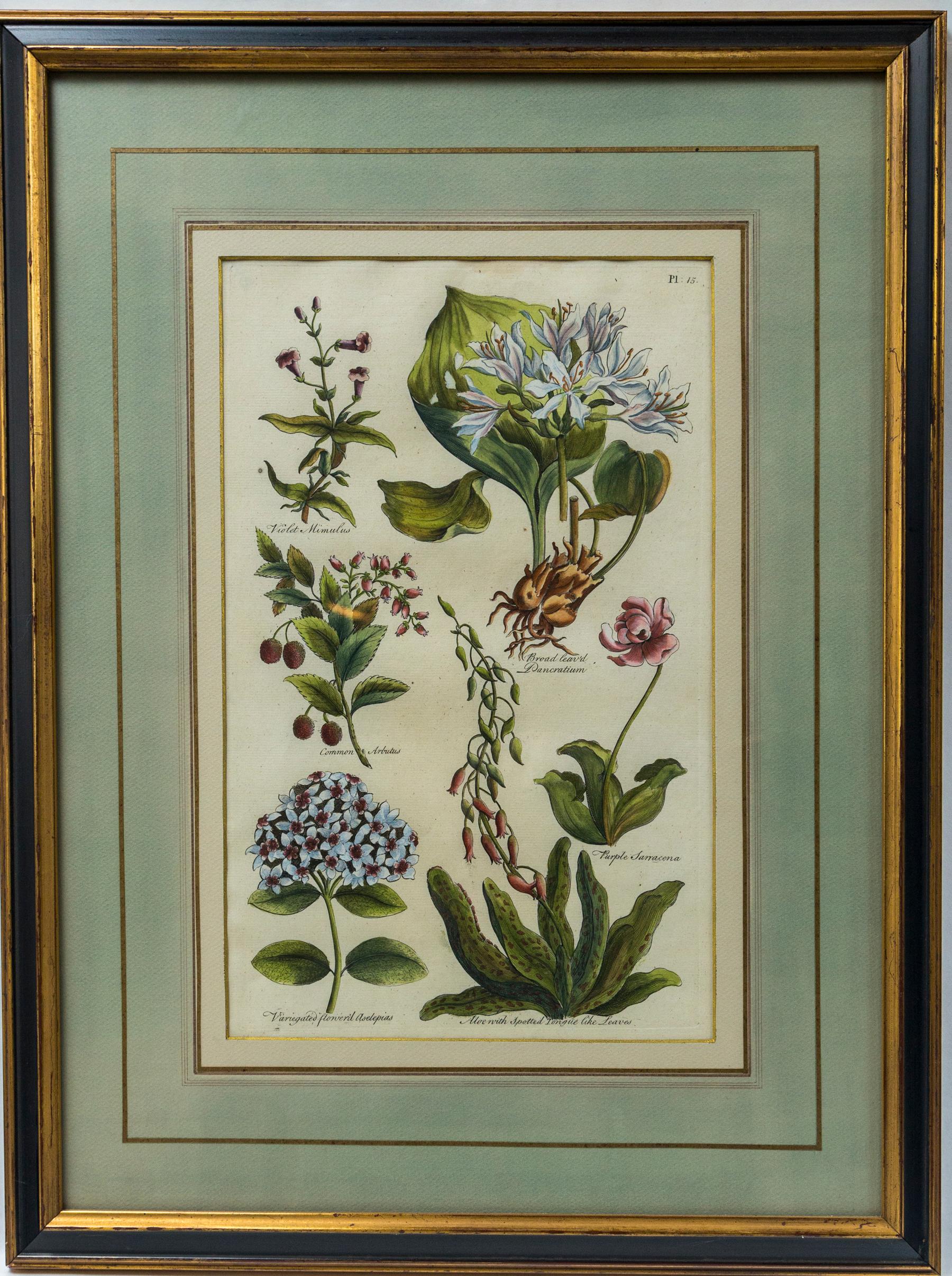 Set of 8 Hand Colored Floral Engravings 1