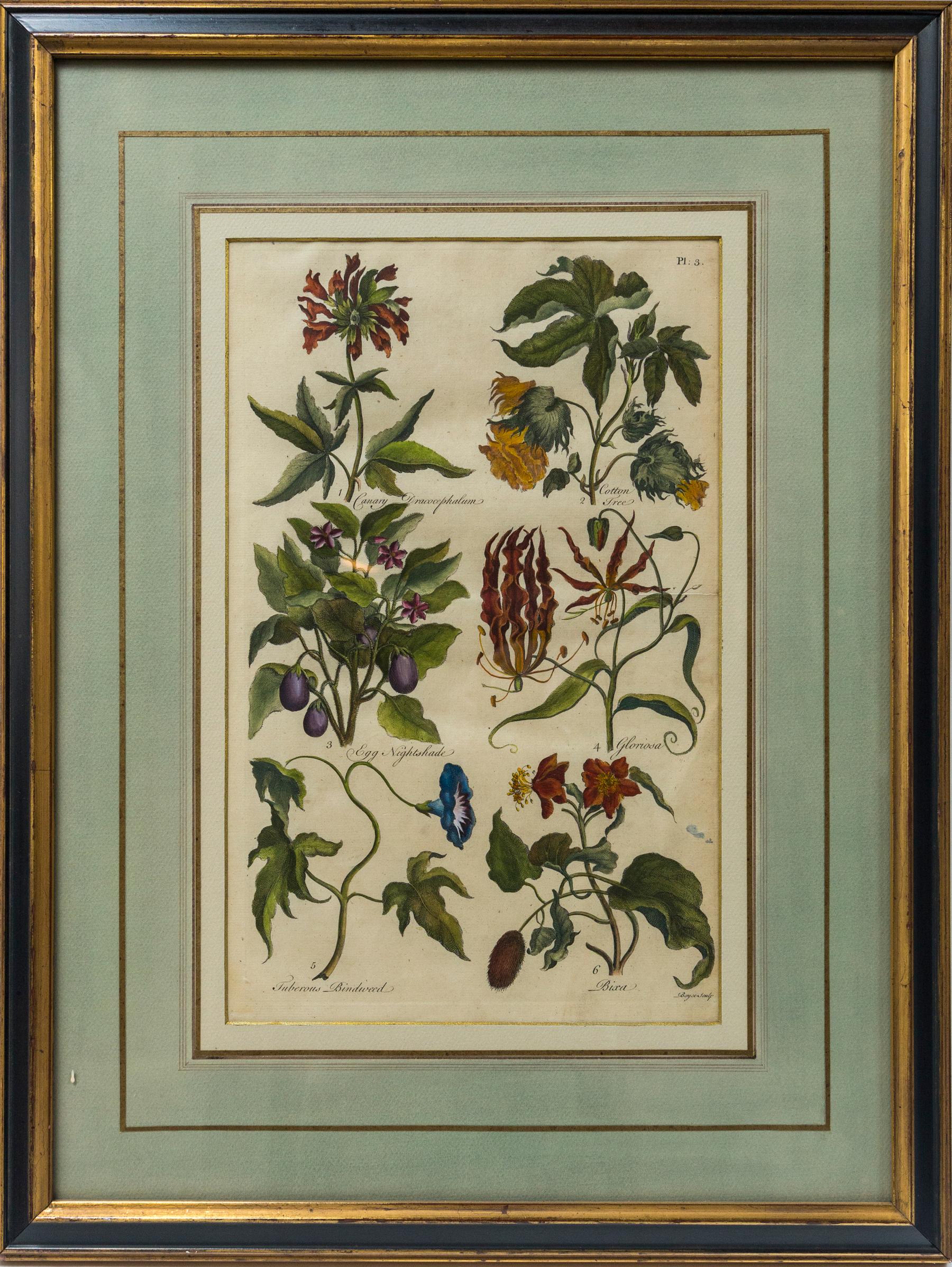 Set of 8 Hand Colored Floral Engravings 2