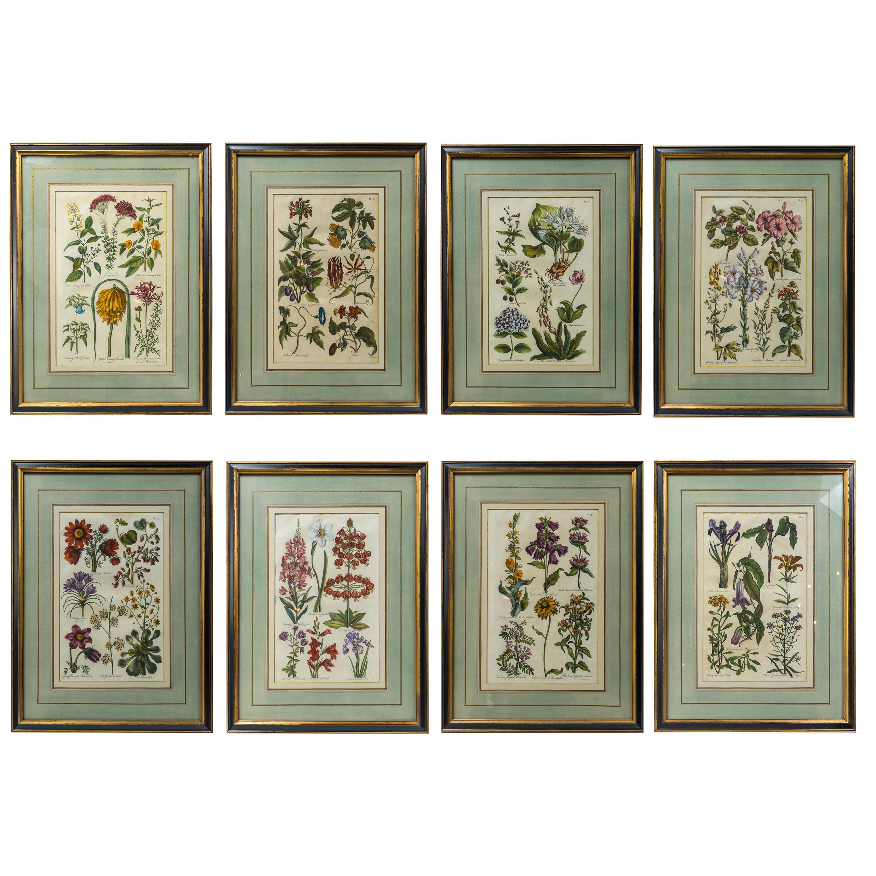 Set of 8 Hand Colored Floral Engravings