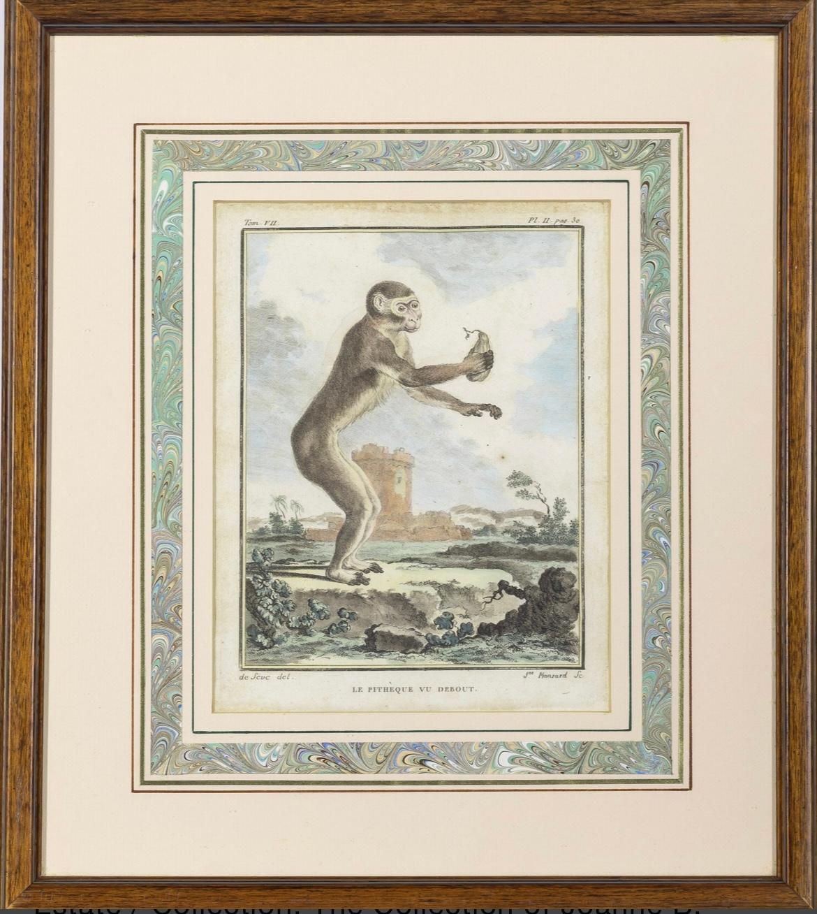 A set of 8 hand-colored engravings of various monkey species by Jacques de Seve ( 1742-1788) from the series Histoires Naturelle, plate size 6.5” x 8.5” circa 1780. Framed and matted under glass. 