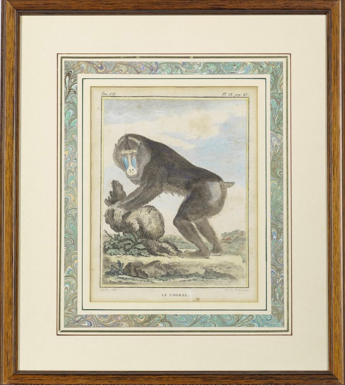 French Set of 8 Monkey Prints by Jacques de Seve