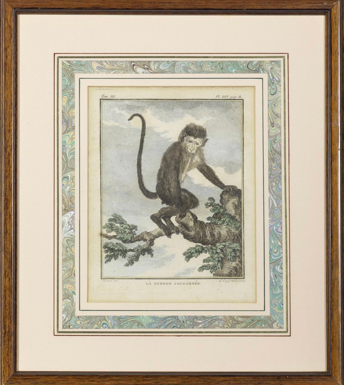 18th Century Set of 8 Monkey Prints by Jacques de Seve