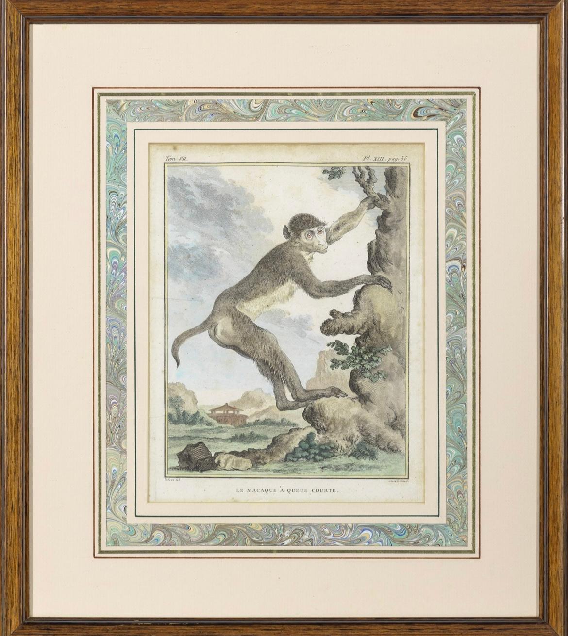 Set of 8 Monkey Prints by Jacques de Seve 1