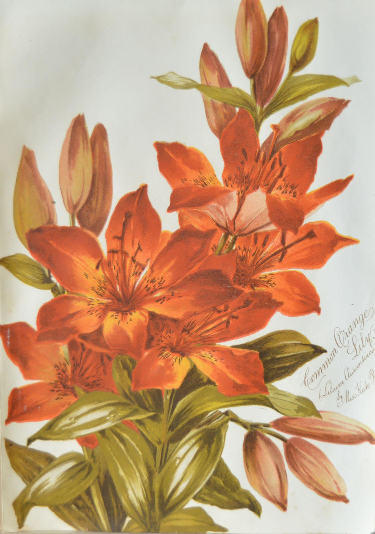 Paper Set of 8 Original Antique Botanical Prints After Kate Rogers