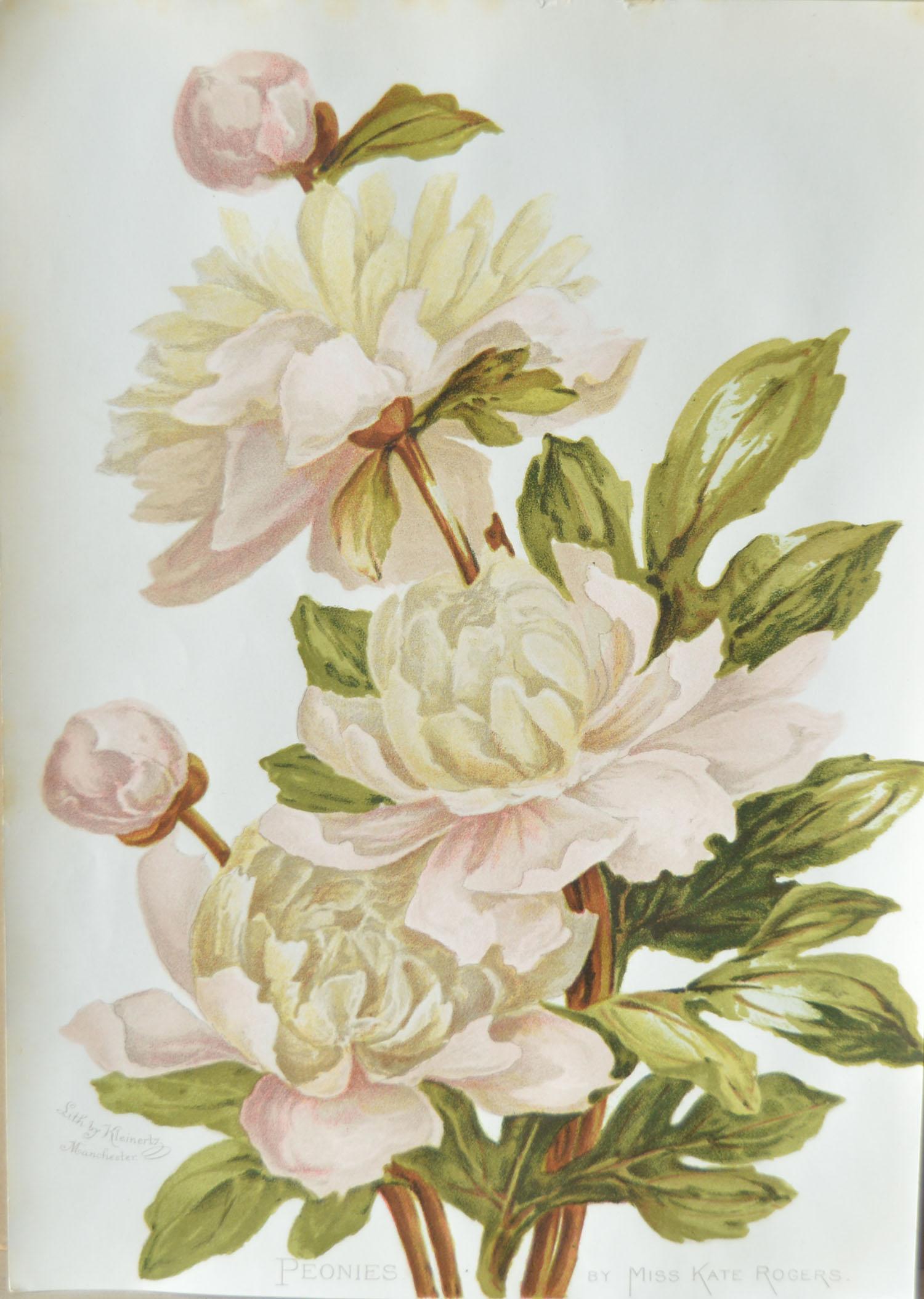 Fabulous set of 8 botanical prints.

Studies include peonies, apple blossom, American sunflower, hollyhocks, chrysanthemum, sunflower, bramble and orange lily.

Lithographs by Kleinertz, Manchester.

Original color.

Unframed.

Published