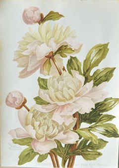 Set of 8 Original Antique Botanical Prints After Kate Rogers