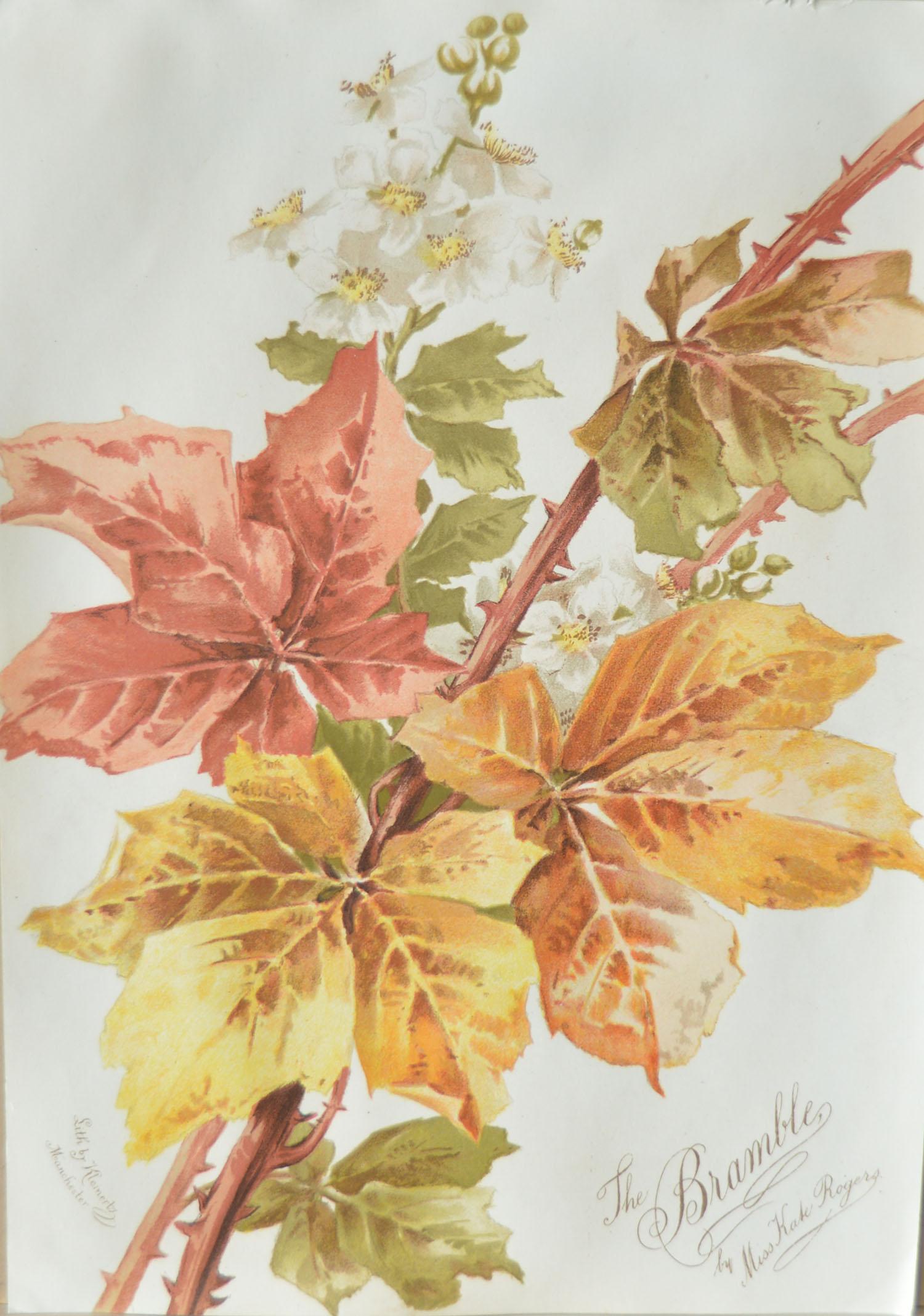 English Set of 8 Original Antique Botanical Prints After Kate Rogers
