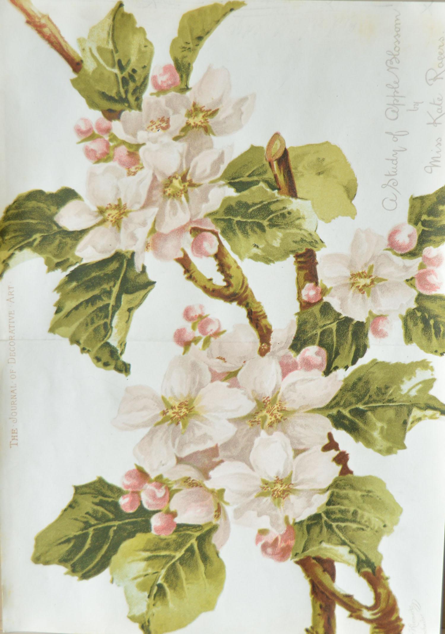 Other Set of 8 Original Antique Botanical Prints After Kate Rogers