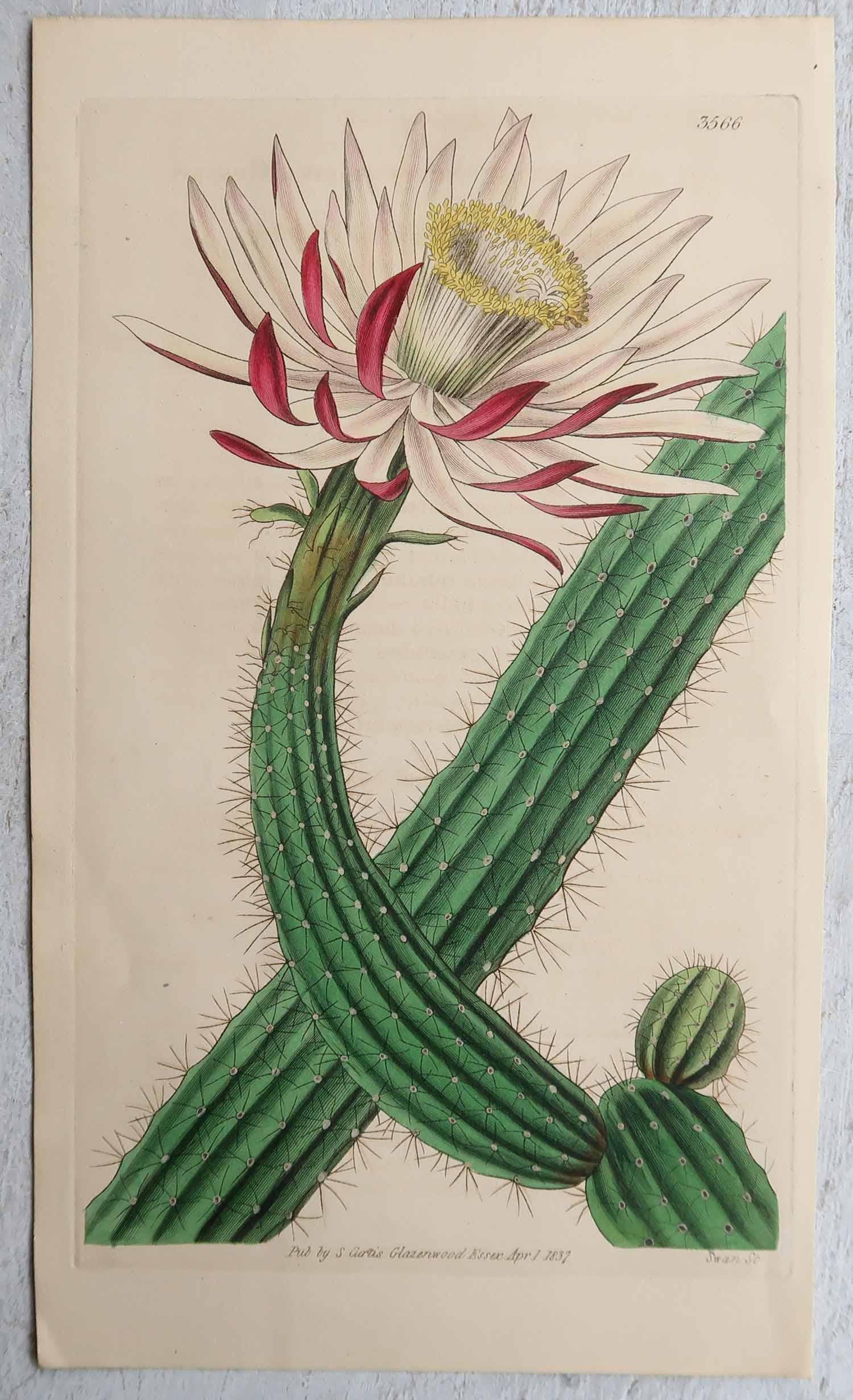 
Merveilleux ensemble de 8 reproductions de cactus. 

Lithographies d'après les dessins de W.Fitch

Couleur originale à la main

Publié par Curtis. Daté de 1837 et 1838

Non encadré.





