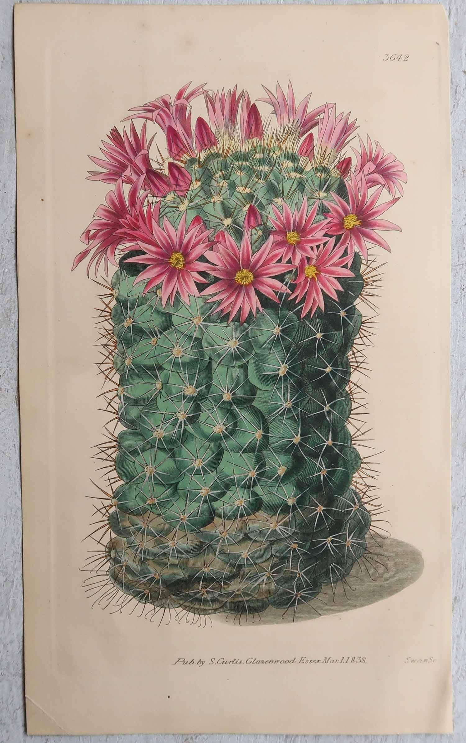 Georgien Ensemble de 8 estampes botaniques anciennes originales - Cactus. Daté de 1837 en vente
