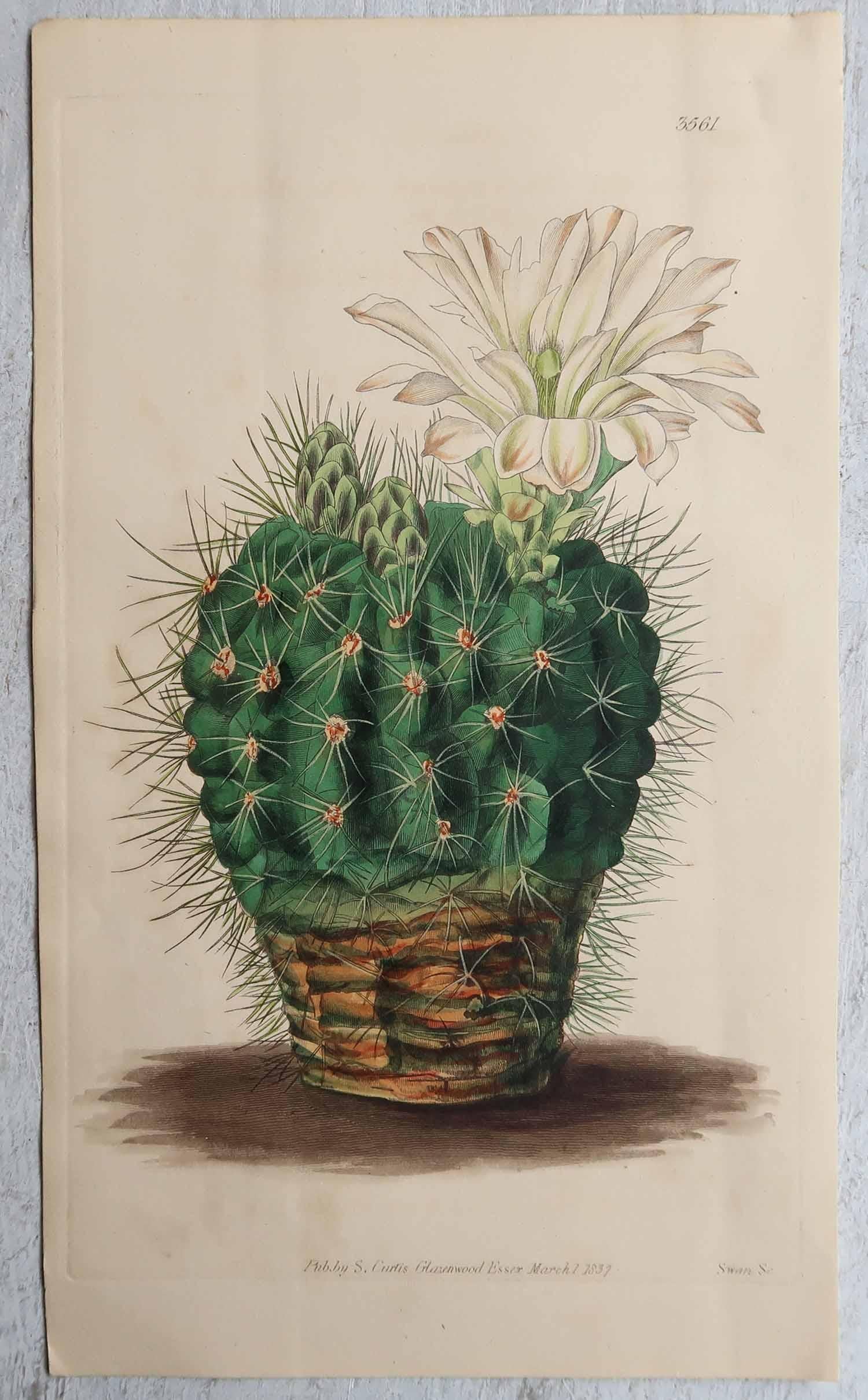Anglais Ensemble de 8 estampes botaniques anciennes originales - Cactus. Daté de 1837 en vente