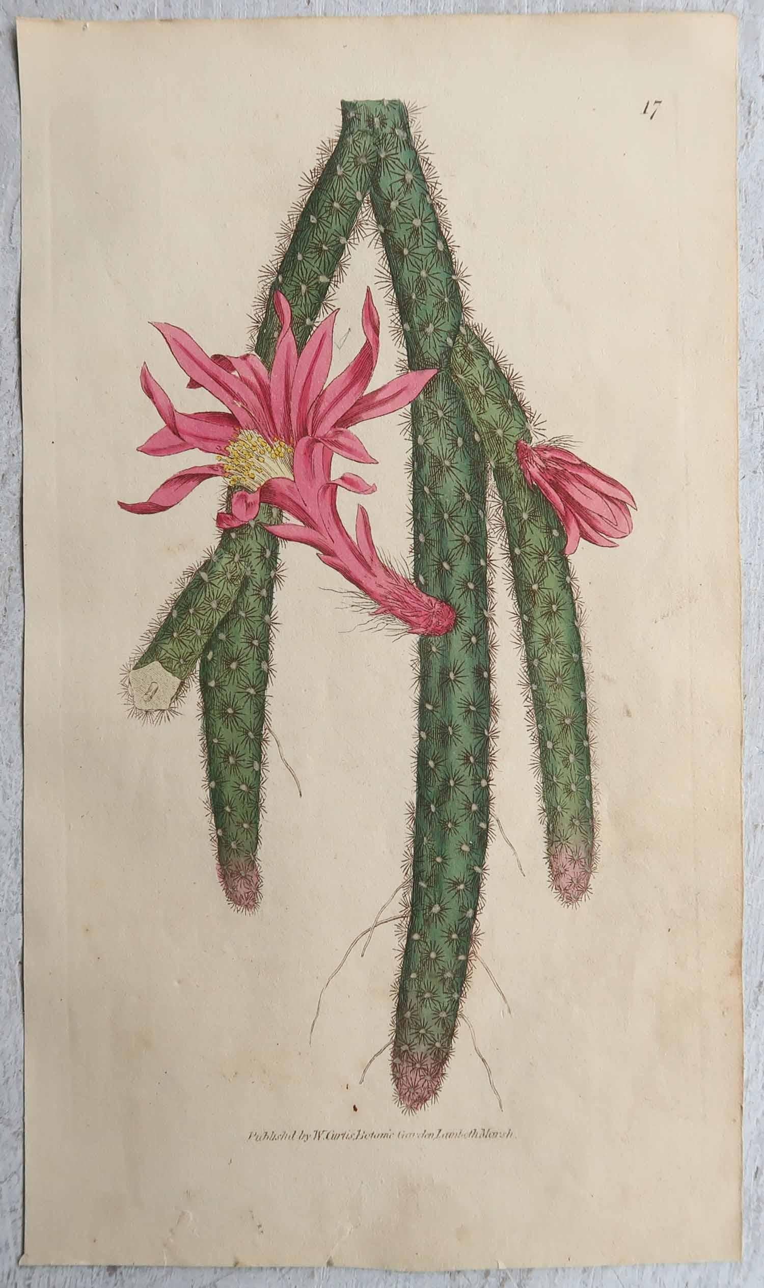 Autre Ensemble de 8 estampes botaniques anciennes originales - Cactus. Daté de 1837 en vente