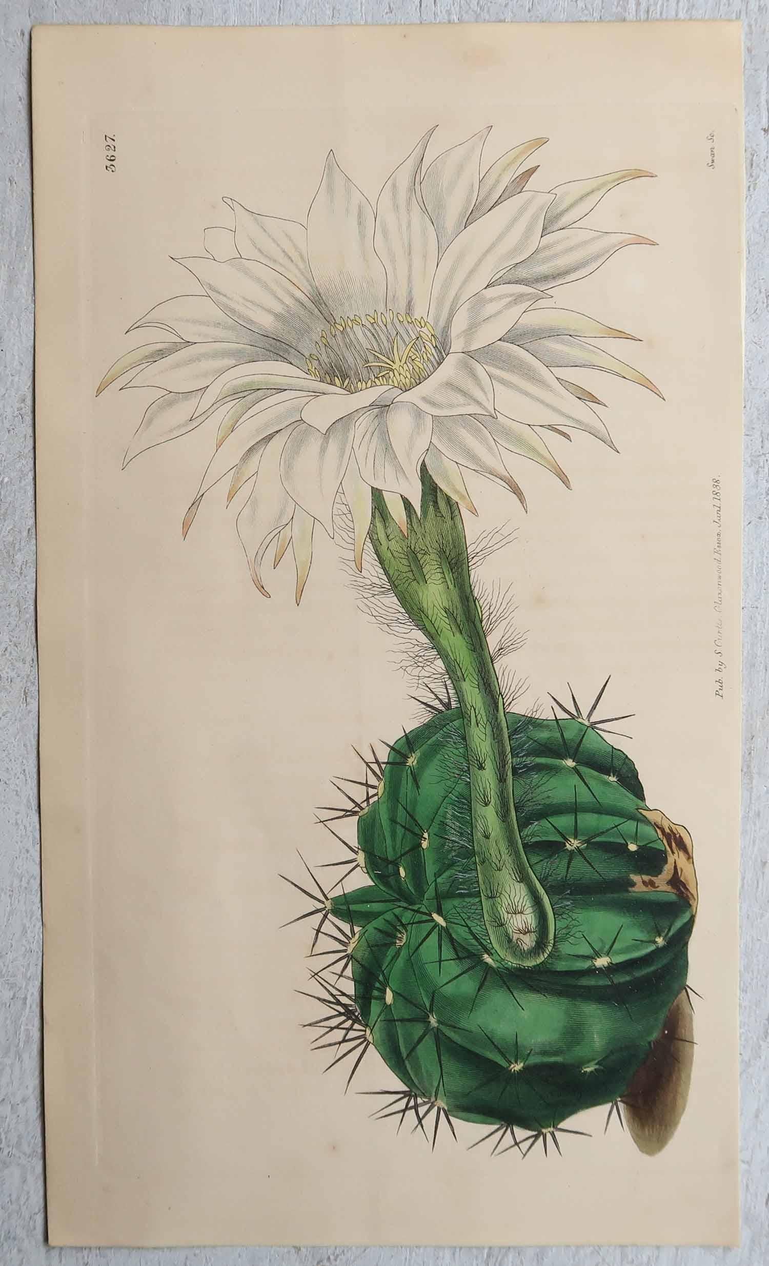 Ensemble de 8 estampes botaniques anciennes originales - Cactus. Daté de 1837 Bon état - En vente à St Annes, Lancashire