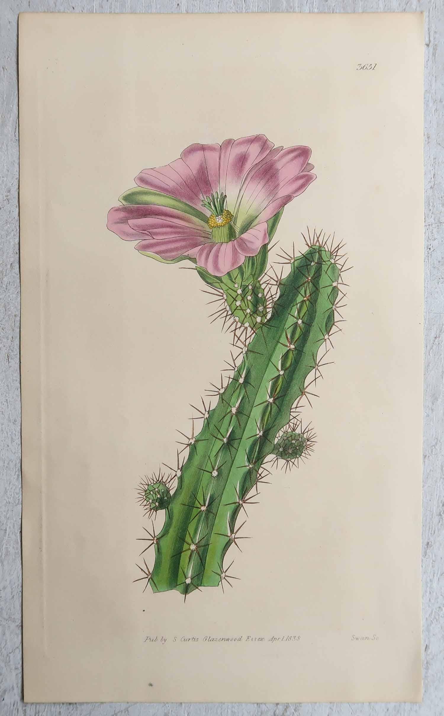 Milieu du XIXe siècle Ensemble de 8 estampes botaniques anciennes originales - Cactus. Daté de 1837 en vente