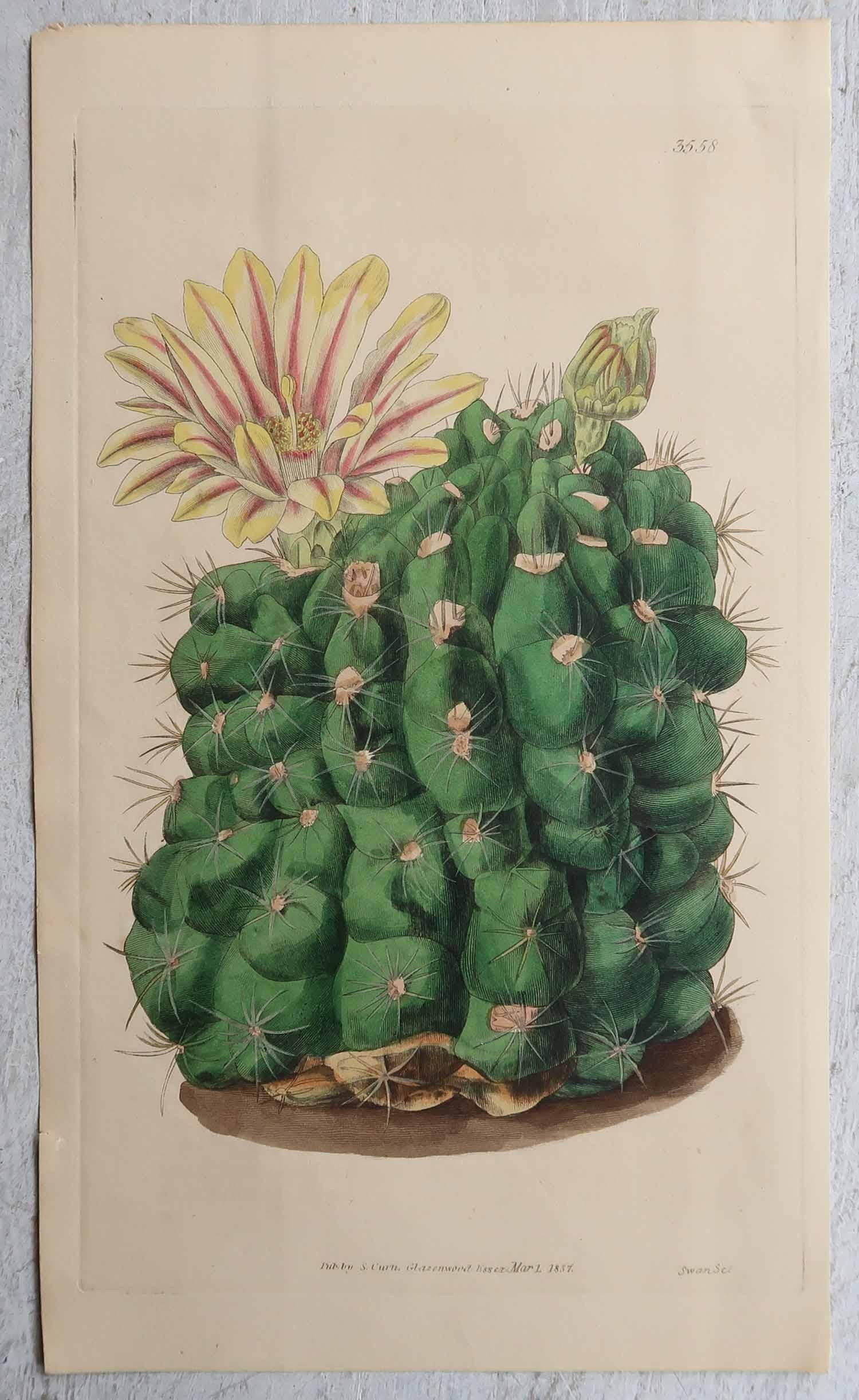 Papier Ensemble de 8 estampes botaniques anciennes originales - Cactus. Daté de 1837 en vente