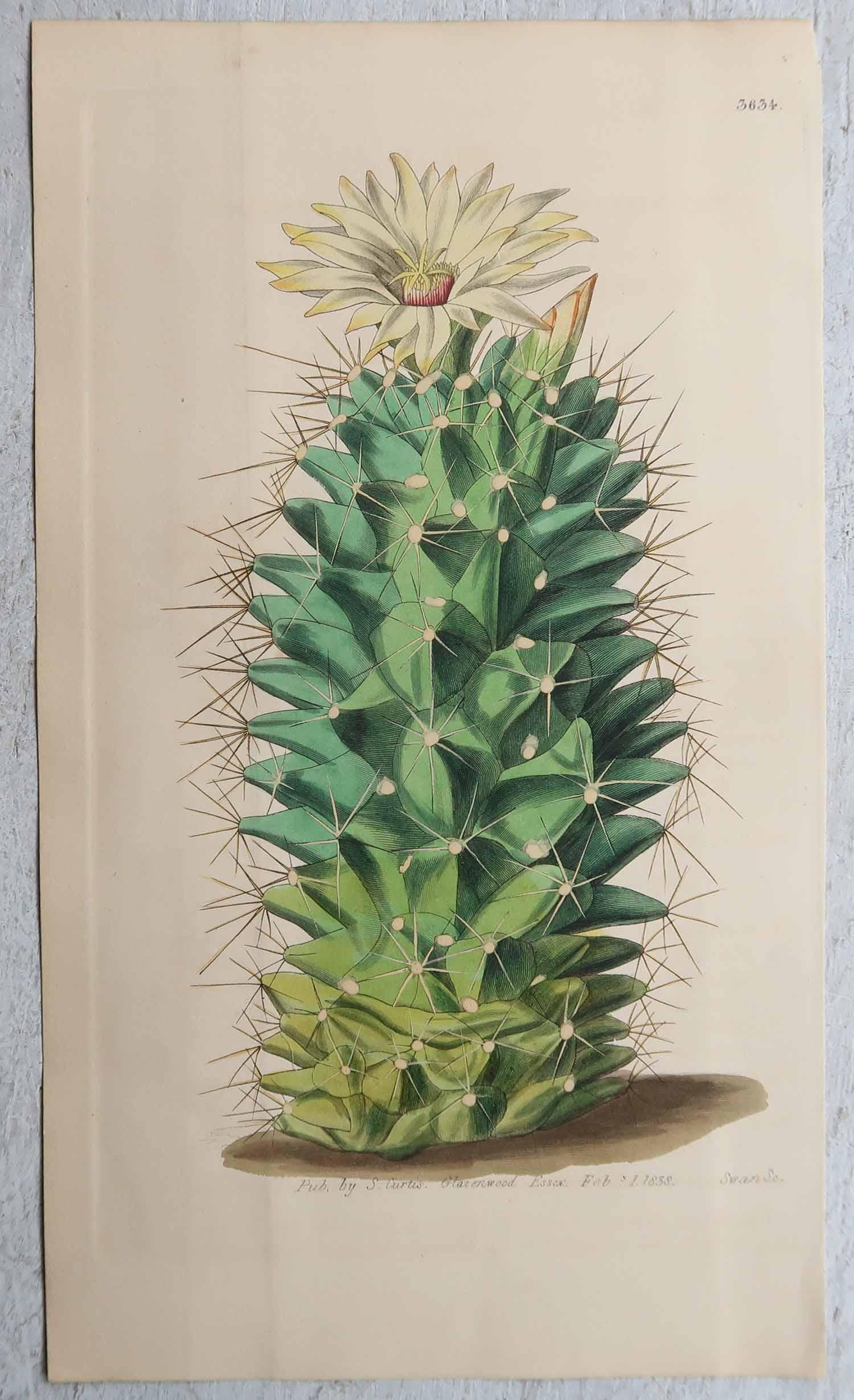 Ensemble de 8 estampes botaniques anciennes originales - Cactus. Daté de 1837 en vente 1