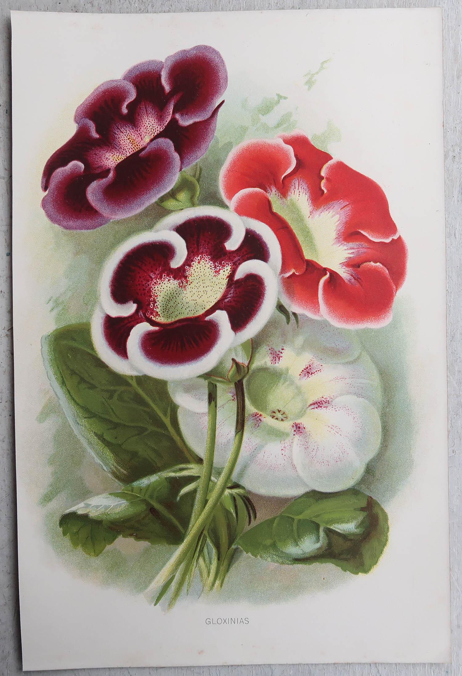 Lovely set of 8 botanical prints

Chromo-lithographs

Original color

Published, circa 1870

Unframed.

The measurement given is for one print.

Free shipping

