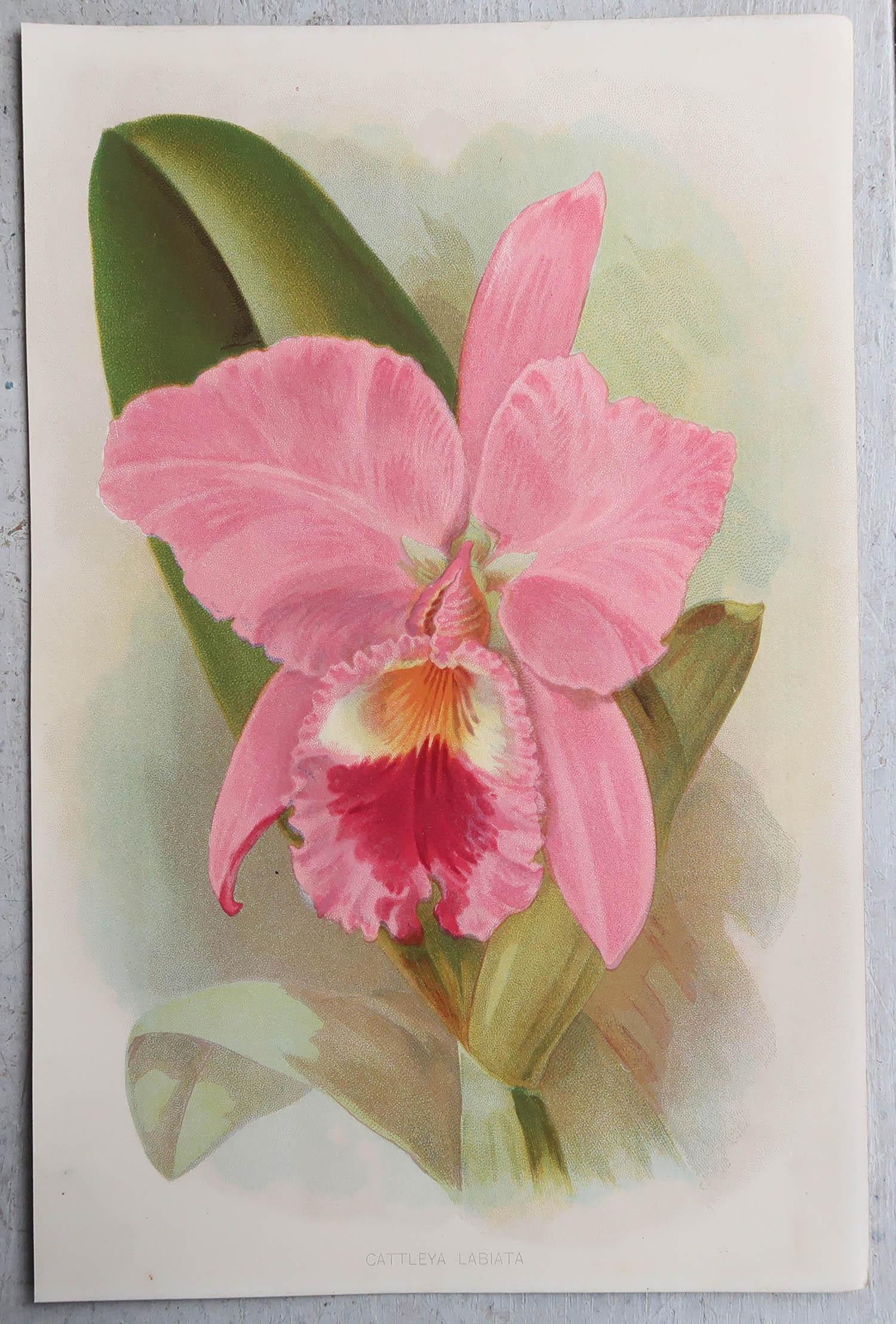 Victorian Set of 8 Original Antique Botanical Prints, circa 1870