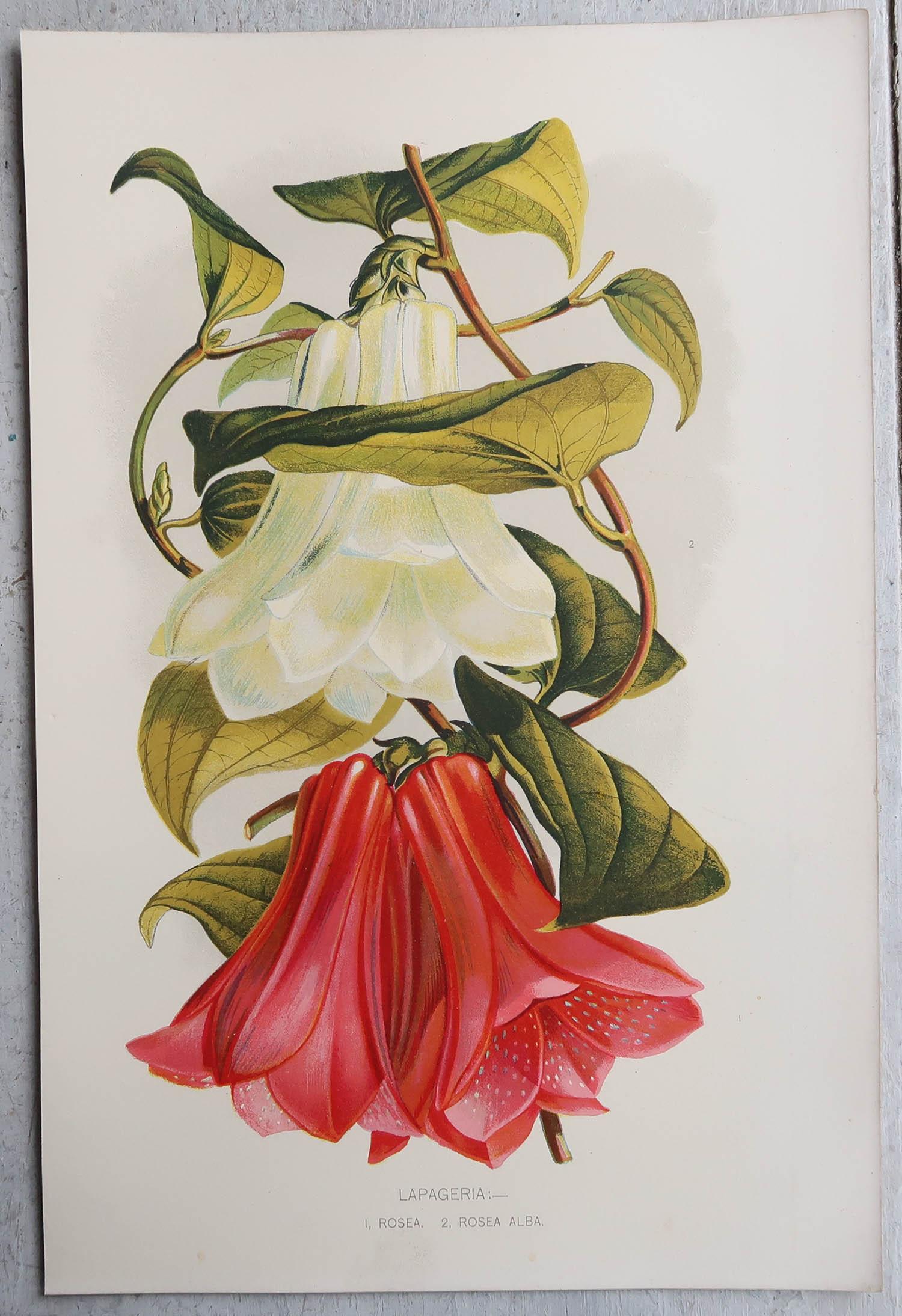 English Set of 8 Original Antique Botanical Prints, circa 1870
