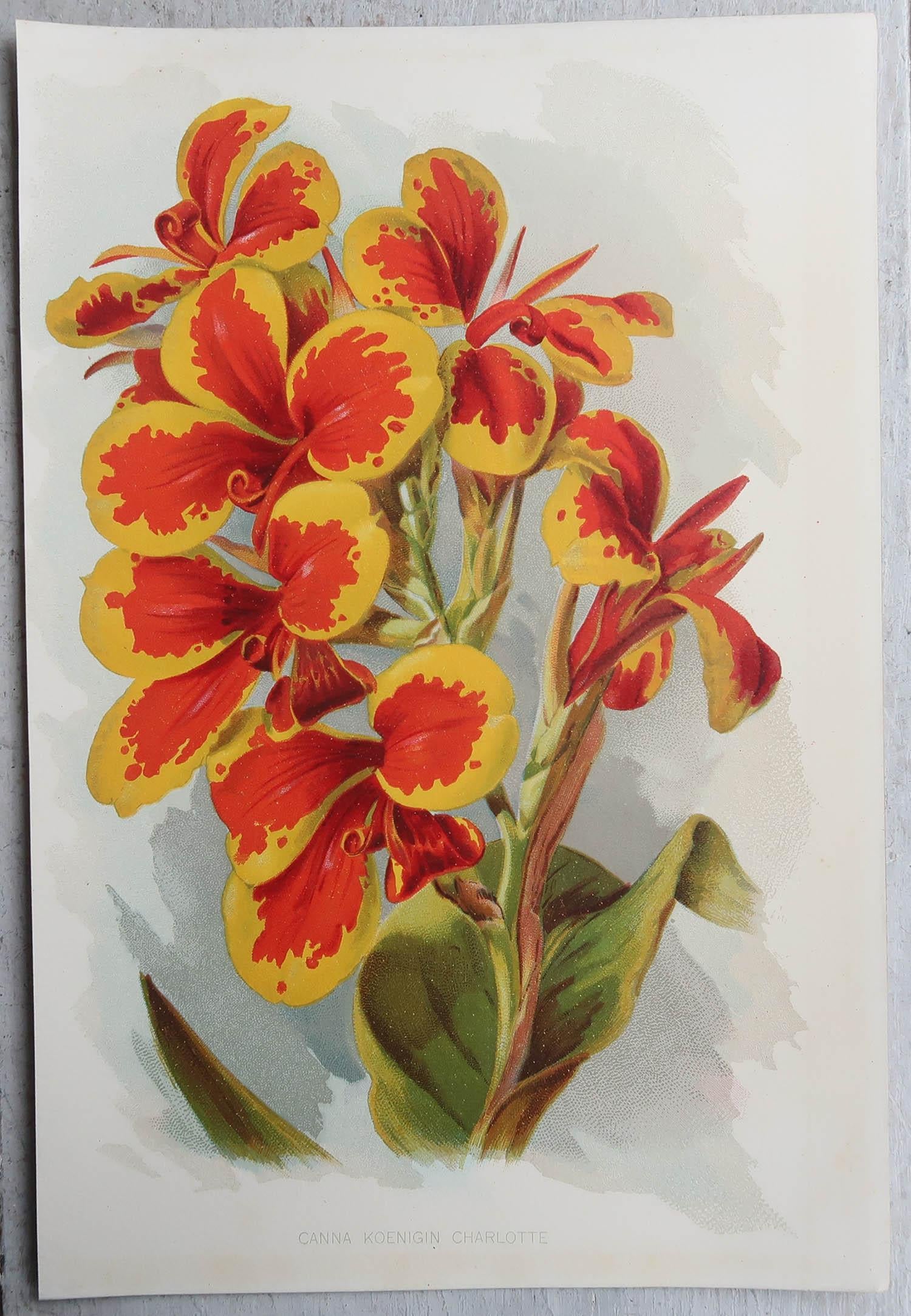 Other Set of 8 Original Antique Botanical Prints, circa 1870