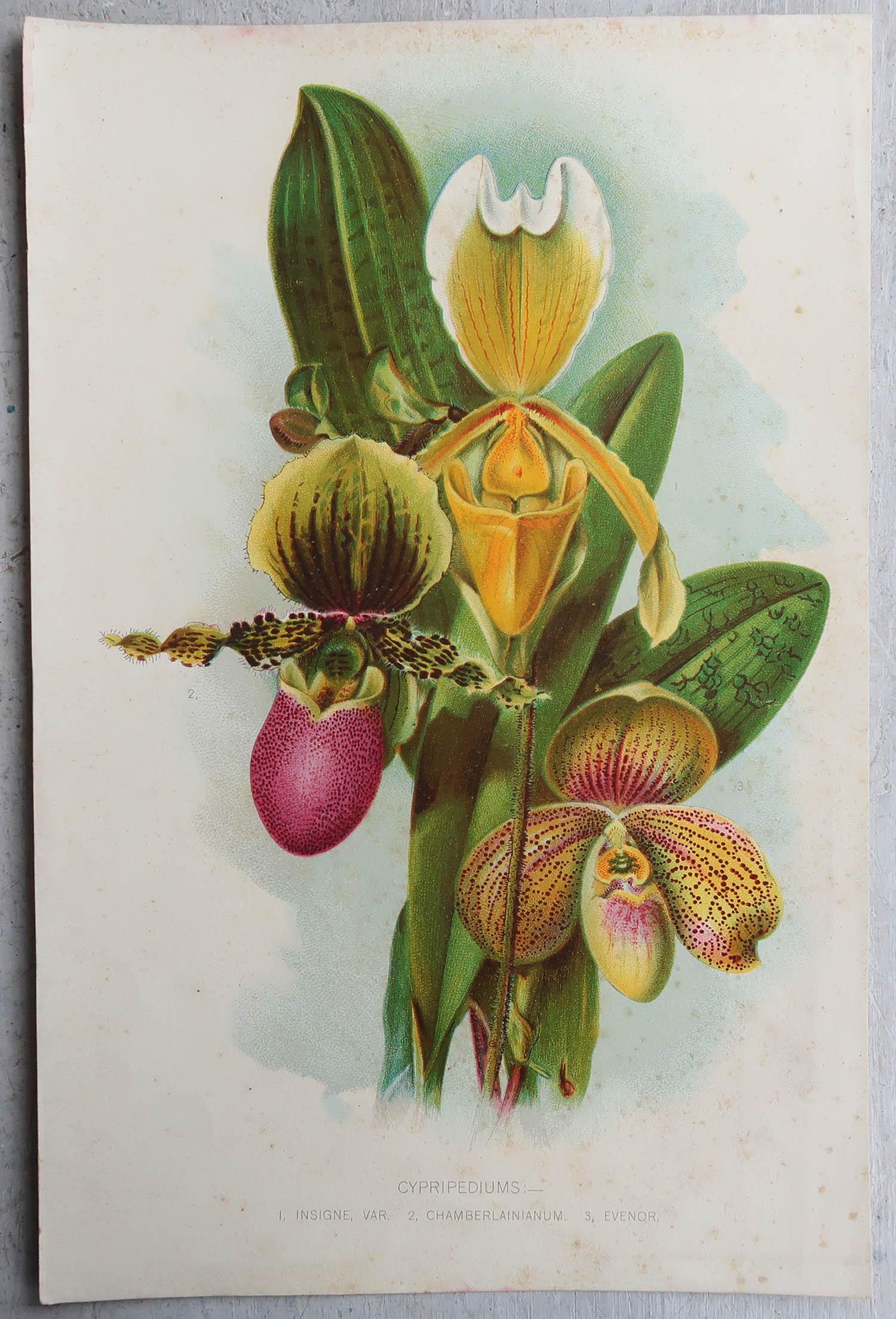 Set of 8 Original Antique Botanical Prints, circa 1870 In Good Condition In St Annes, Lancashire