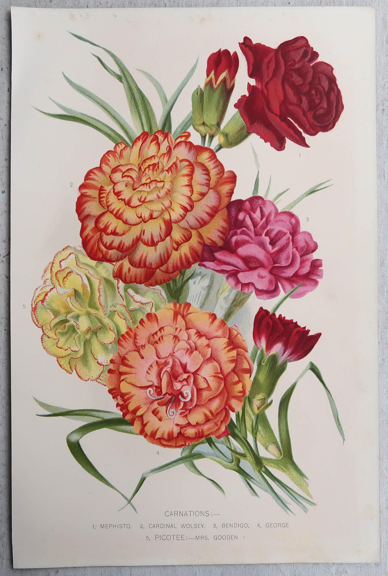 Late 19th Century Set of 8 Original Antique Botanical Prints, circa 1870